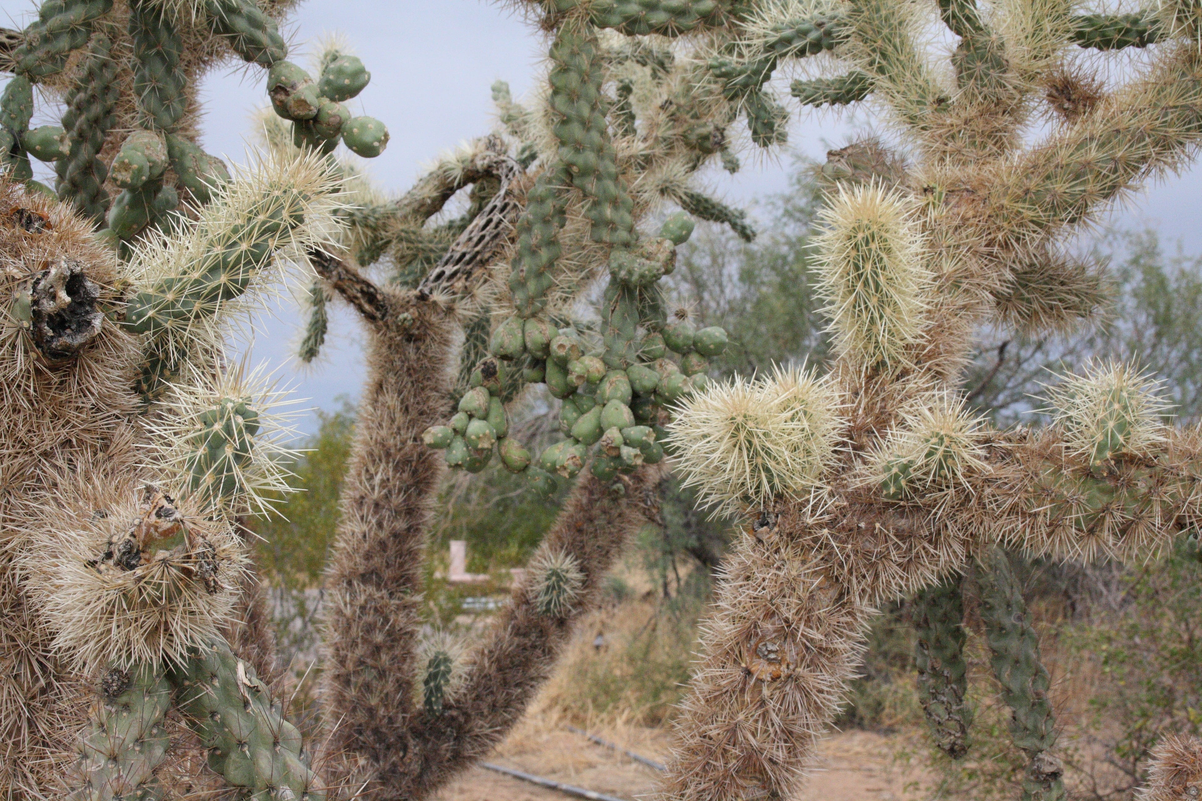 thorn, sky, semi-arid, tree, arizona, green color, nature, succulent plant, day, ecosystem, arid climate, no people, spiky, tranquil scene, cactus, florence, HD Wallpaper