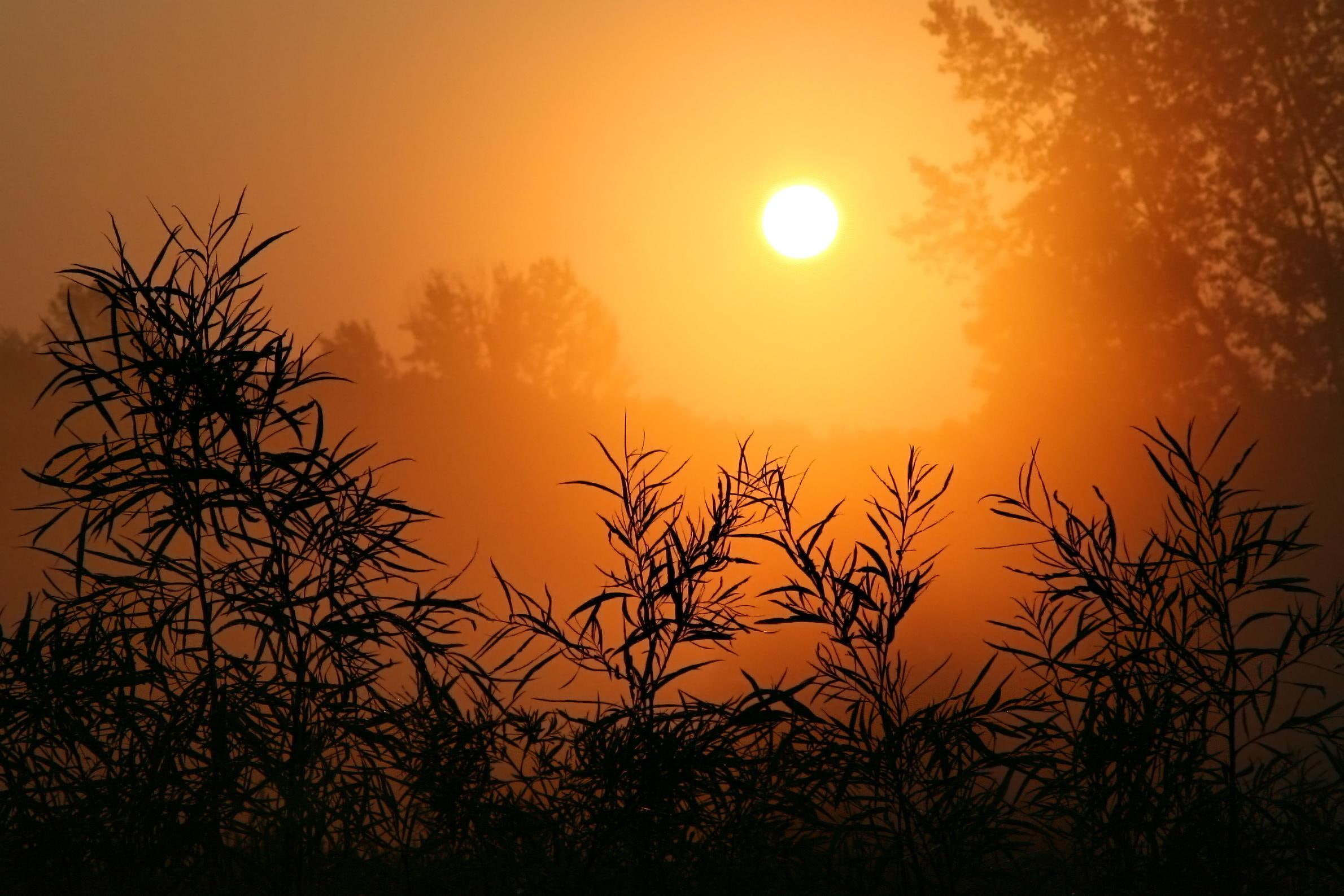 1080P, desert, 3d and abstract, fire, prairie, bushes, HD Wallpaper