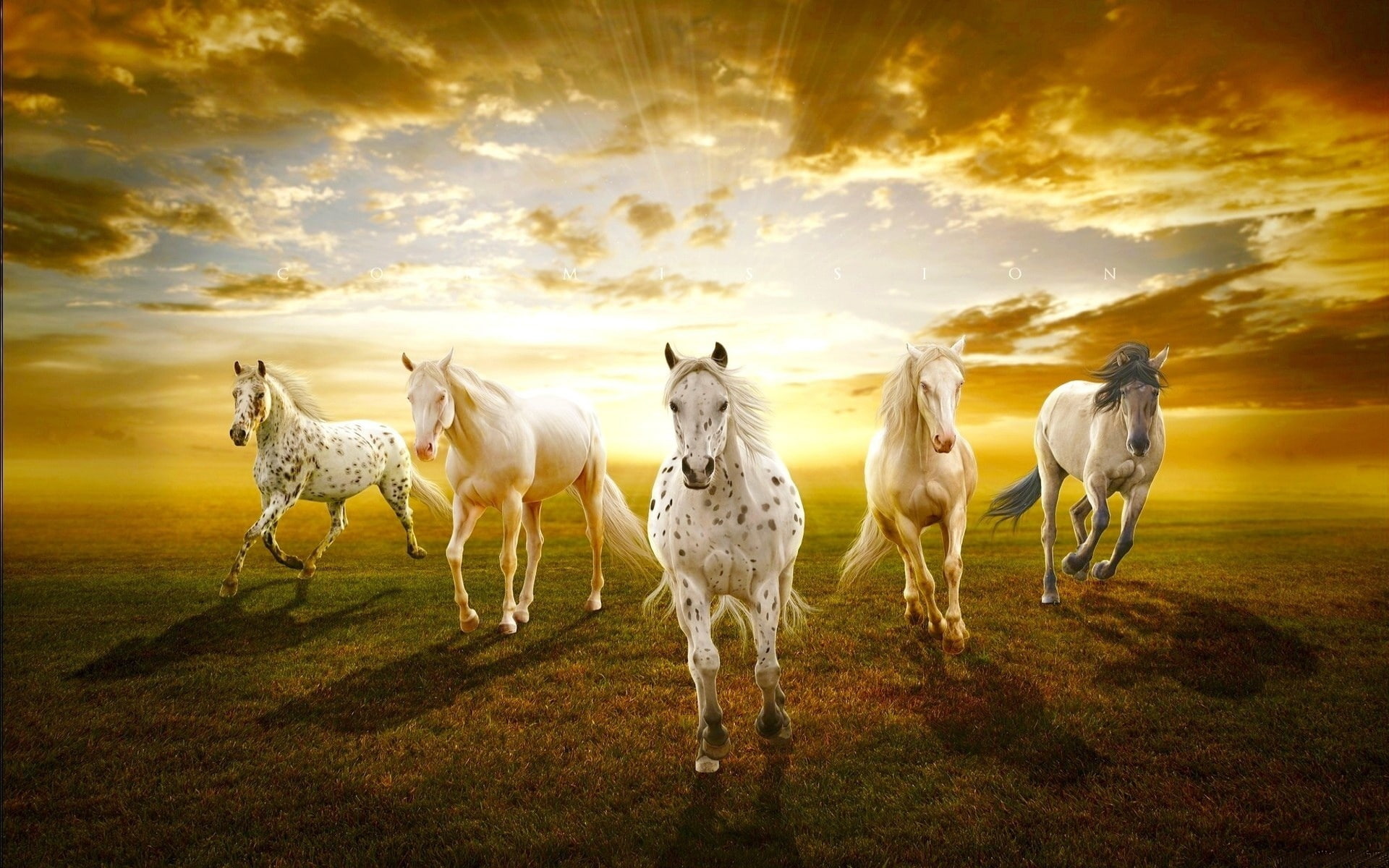 horses, 1080P, White, Prairie, Horse, Sunset, HD Wallpaper