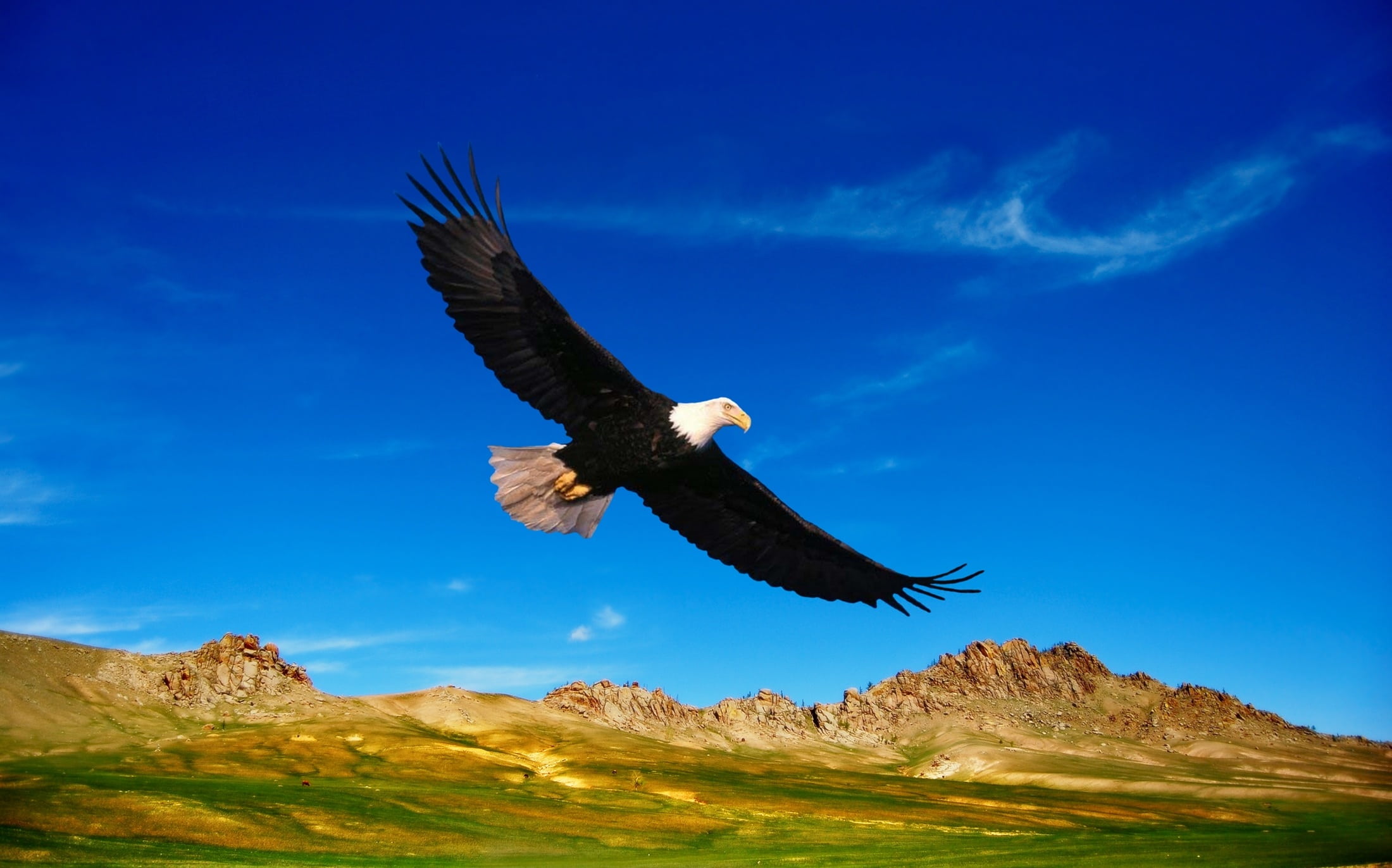 eagle - Bird, one animal, bird, horses, nature, vertebrate, fly, animals In The Wild, mountain, outdoors, freedom, bald, animals, animal themes, eagles, HD Wallpaper