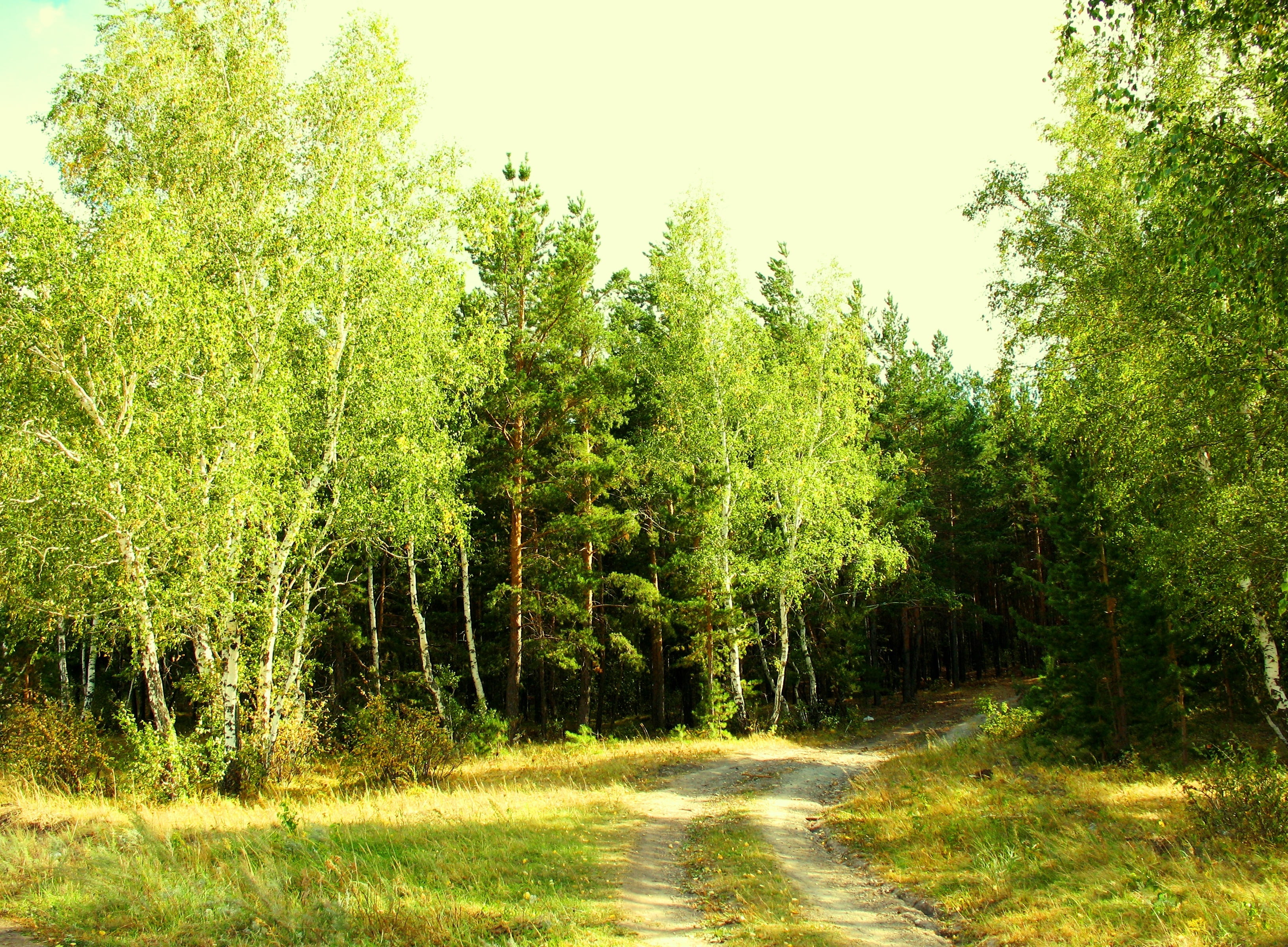 2K, trees, plant, springtime, leaf, outdoors, clear sky, tranquility, morning, green, forest, non-Urban Scene, tree Trunk, land, rural Scene, lush Foliage, HD Wallpaper