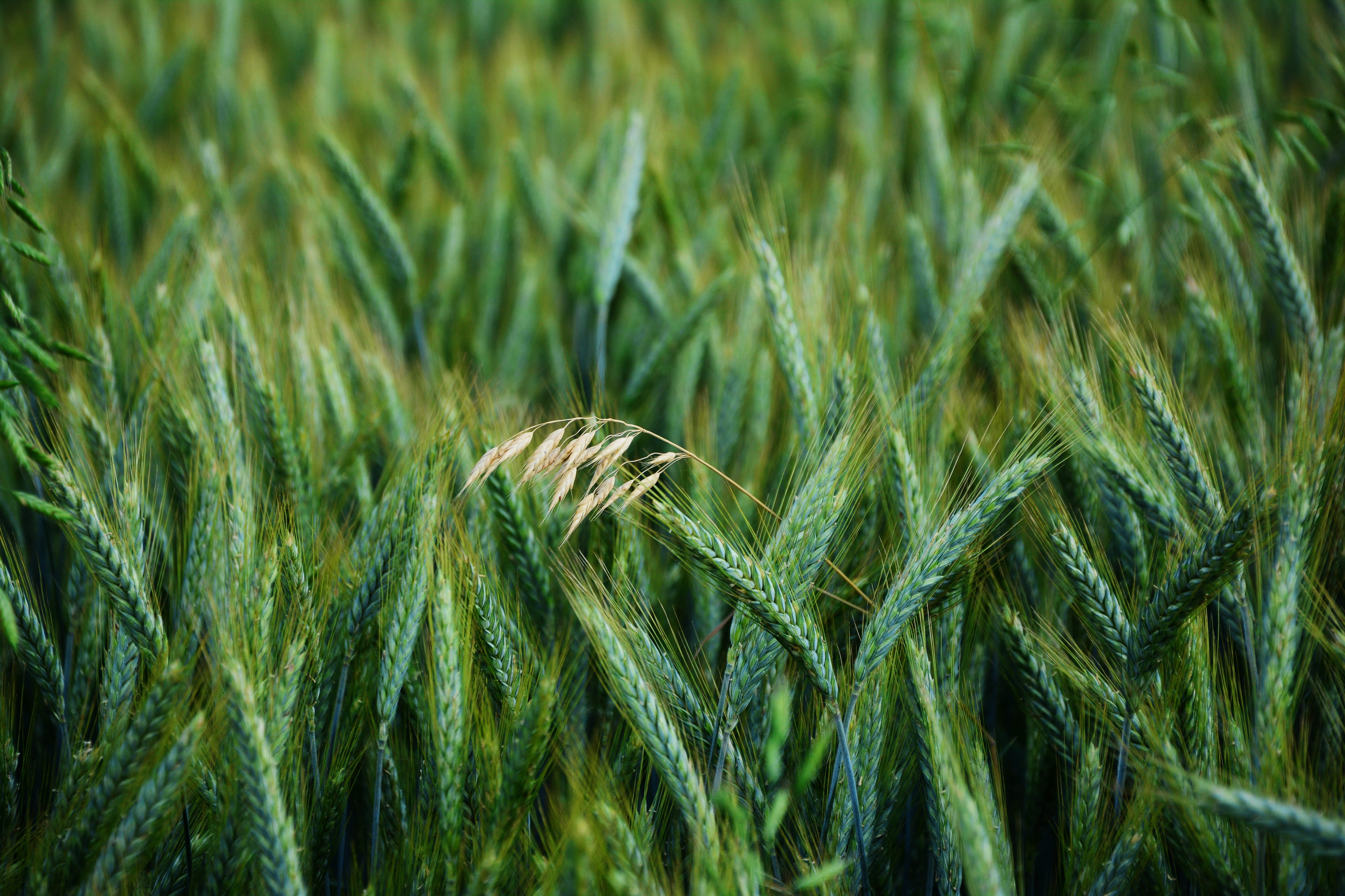 food, wheat, agriculture, rural scene, halme, daytime, grasses, green color, beauty in nature, Cornfield, close-up, day, Oats, field, 5K, growth, Cereals, HD Wallpaper