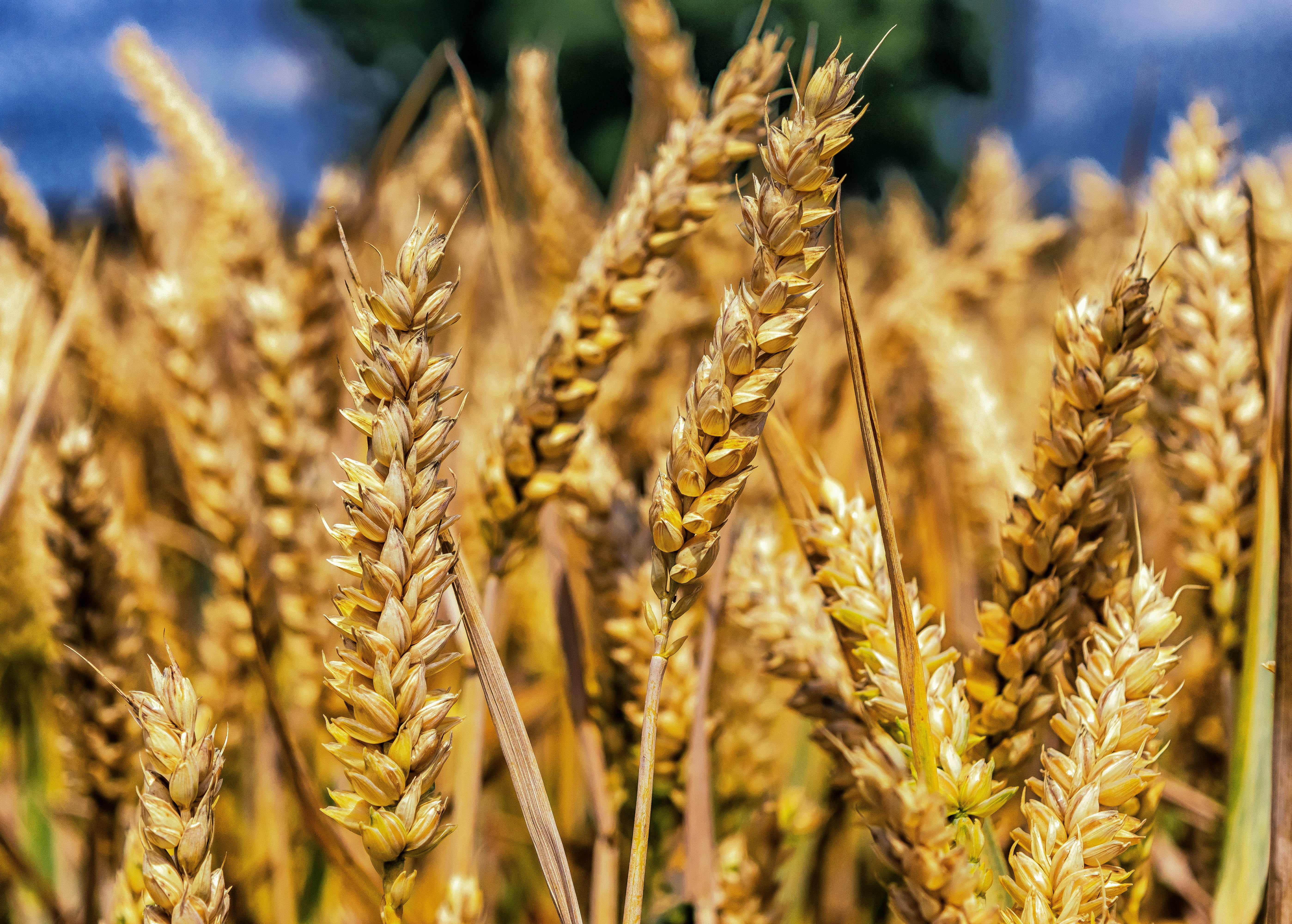 cereal Plant, harvesting, focus, growth, grain, farm, wheat, rural Scene, seed, summer, close-up, sunlight, oat - crop, focus on foreground, spike, cereals, HD Wallpaper