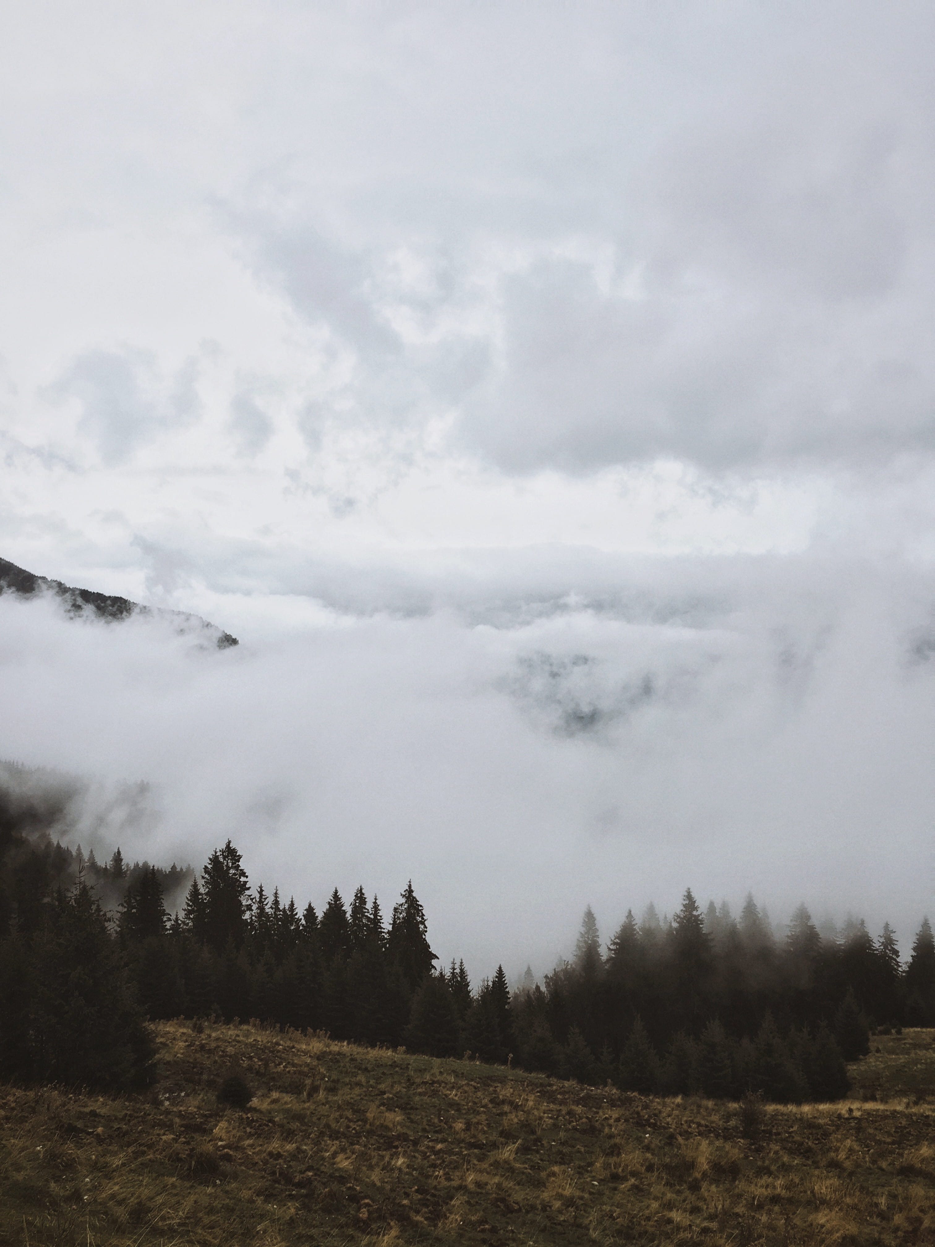 outdoors, nature, day, folk, sky, growth, 4K, tranquil scene, tree, fog, beauty in nature, hills, non-urban scene, tranquility, scenics - nature, cloud - sky, Phone HD Wallpaper