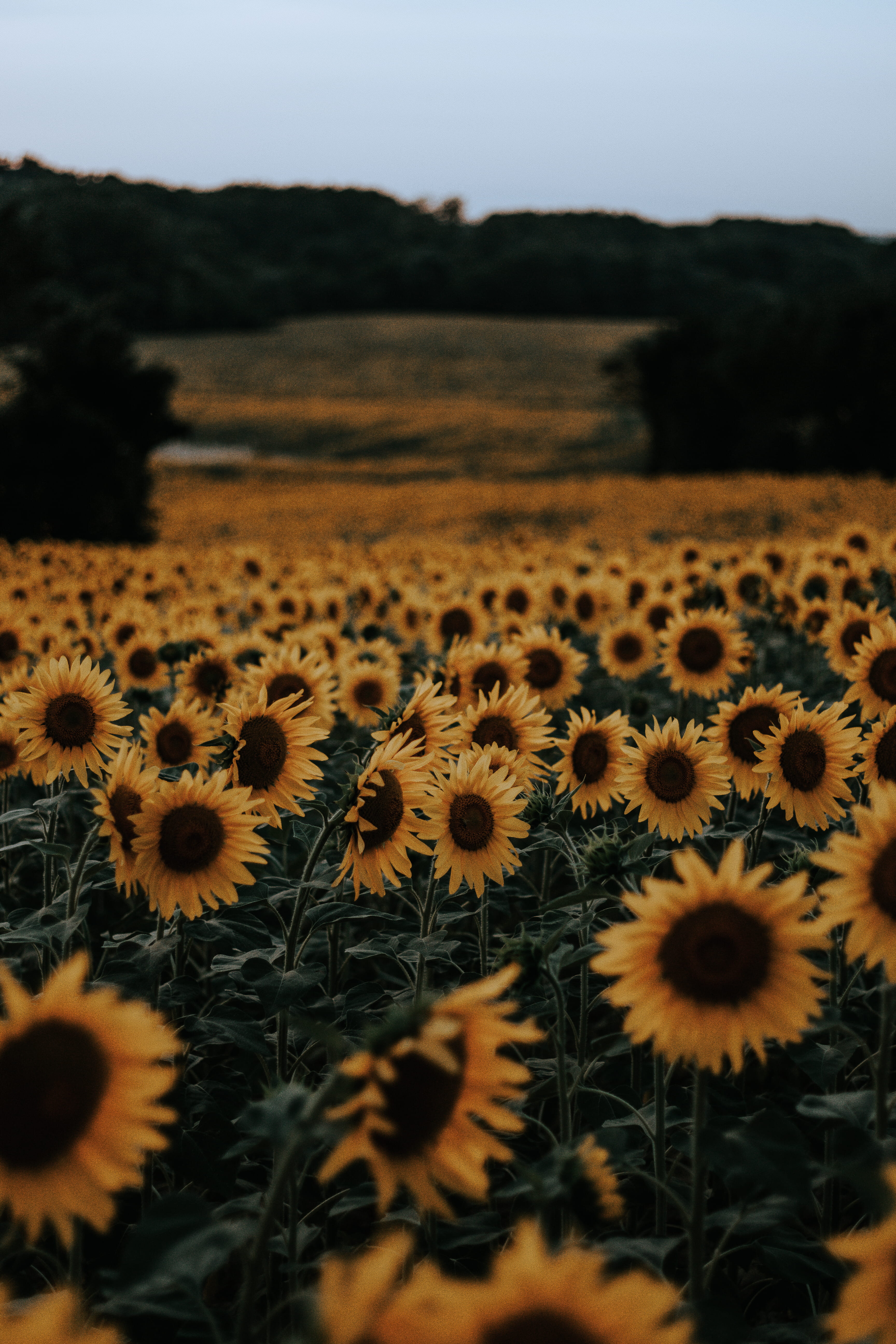 #color, green Color, cloud - Sky, nature, field, environment, #mood, scenics, land, sunflowers, agriculture, blue, bed, landscaped, outdoors, #landscape, Phone HD Wallpaper