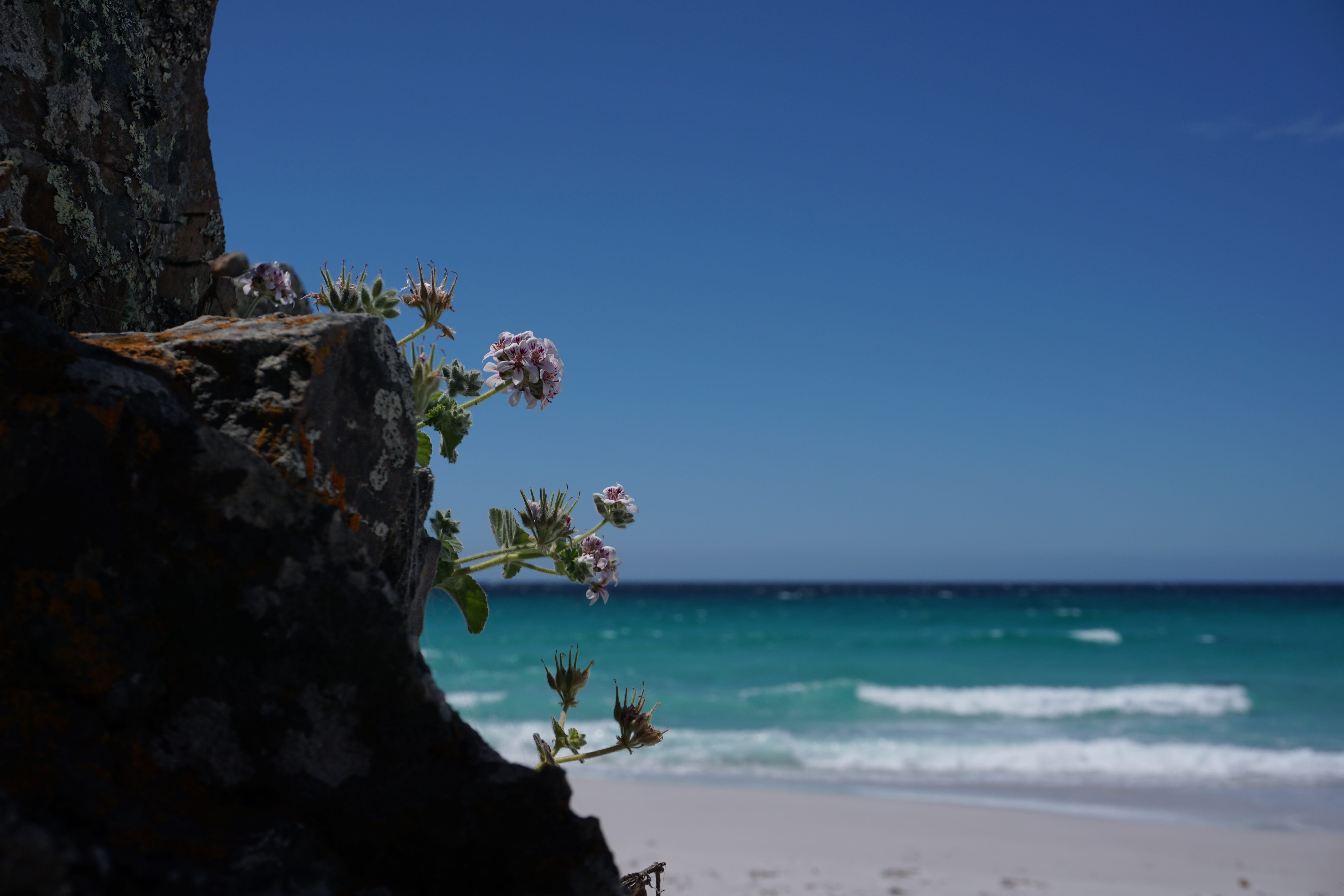 sky, tranquility, nature, land, water, scenics - nature, landscape, day, horizon over water, beach, sea, plant, outdoors, no people, 5K, coastal, tree, HD Wallpaper