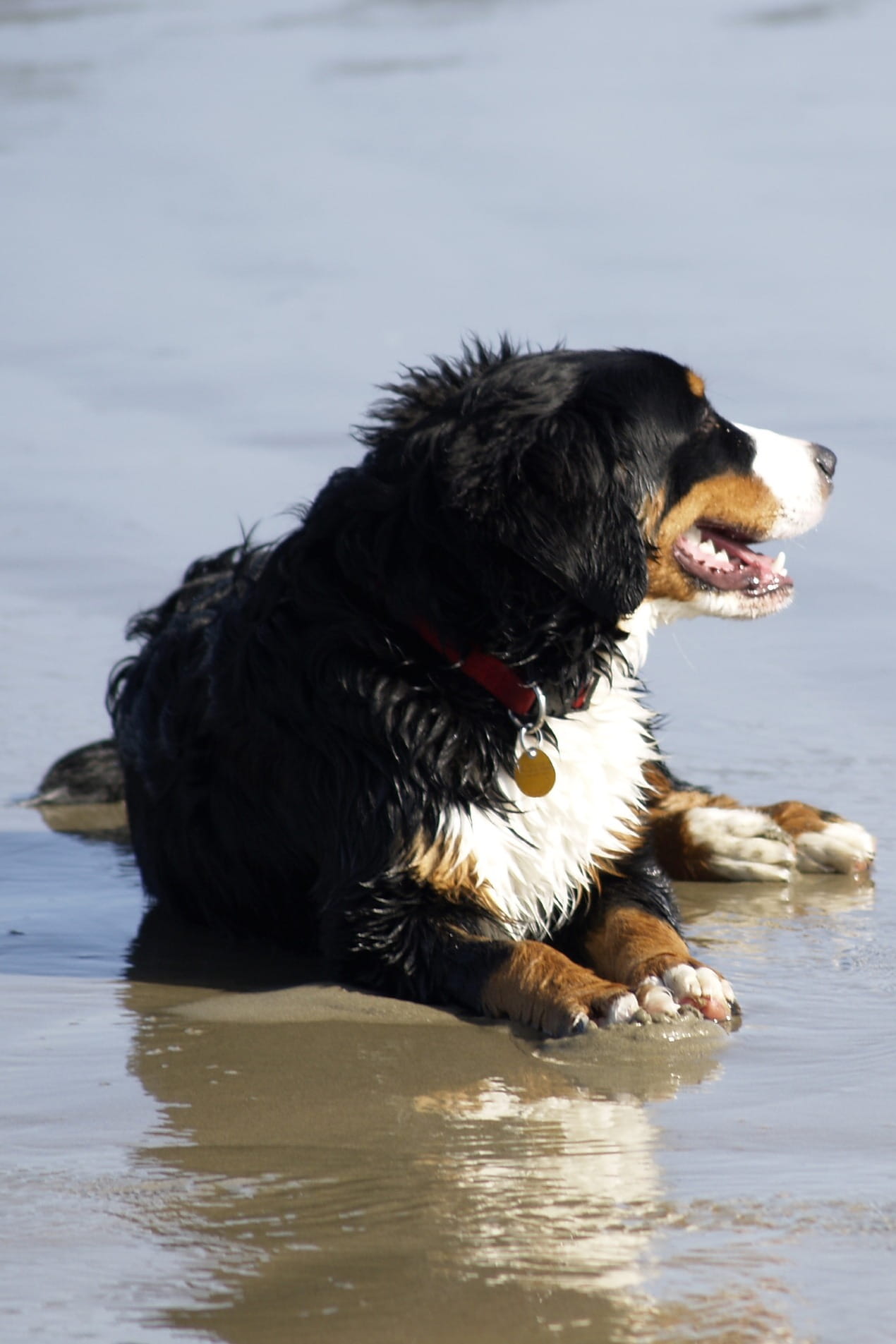 adorable, cute, border collie, Pet, collar, one animal, friendly, animal, vertebrate, happy, purebred dog, ocean, water, pets, Canine, looking away, day, Phone HD Wallpaper