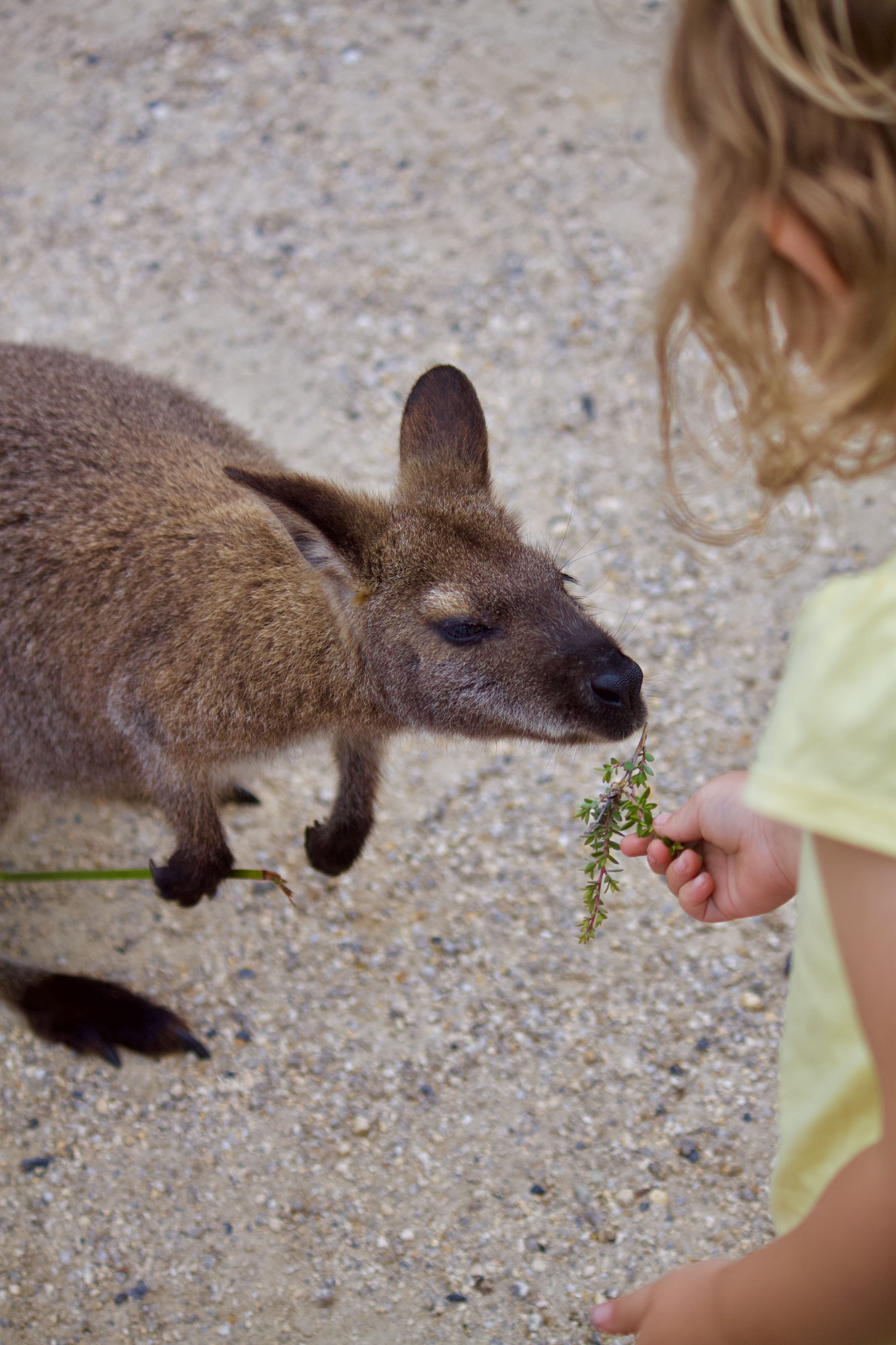 australia, real people, women, tasmania, wallaby, child, mammal, leisure activity, macropod, coles bay, land, 4K, summer, day, casual clothing, freycinet, Phone HD Wallpaper