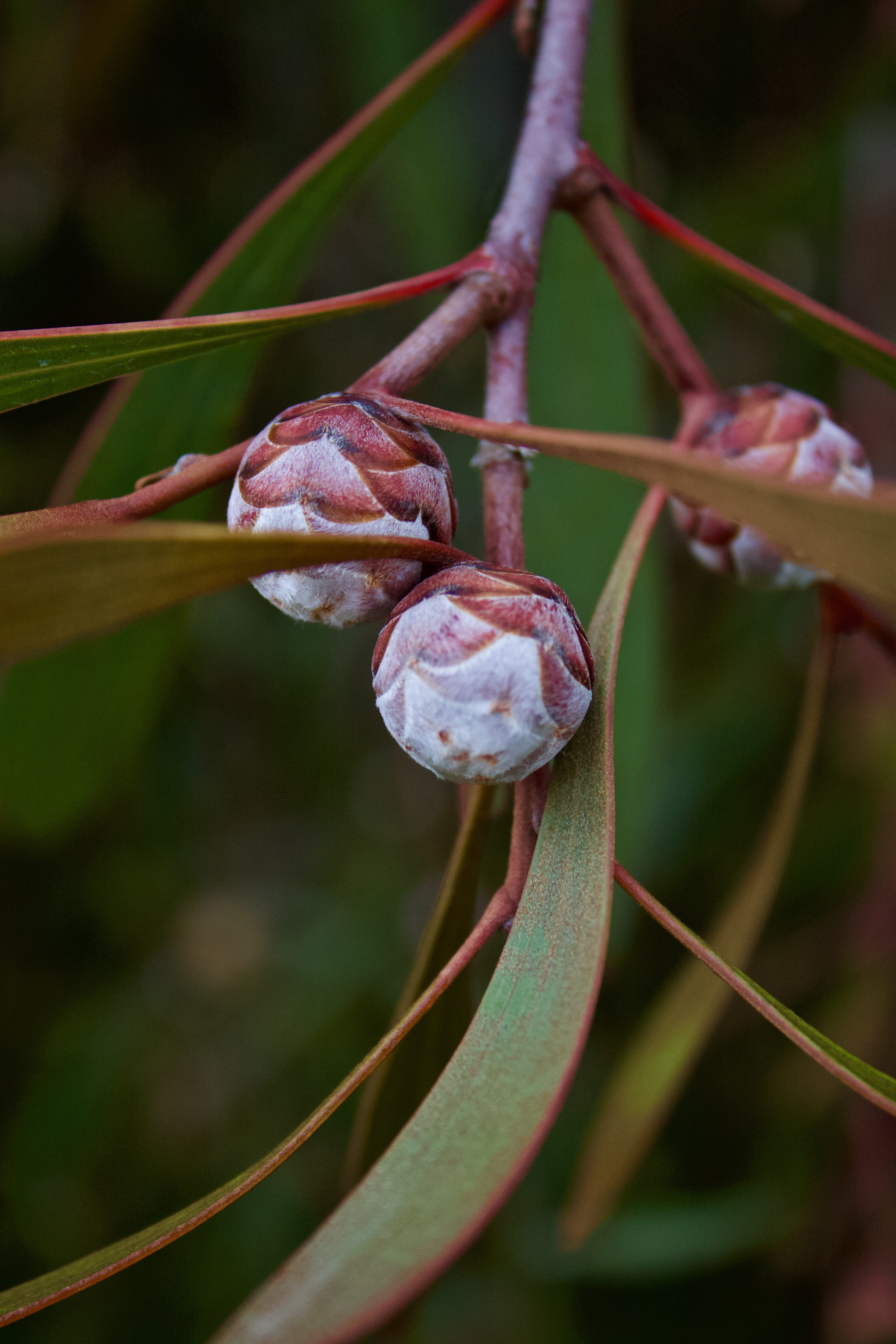 bokeh, close-up, tree, 4K, plant part, no people, blossom, plant, growth, twig, fragility, selective focus, australia, freshness, focus on foreground, Phone HD Wallpaper