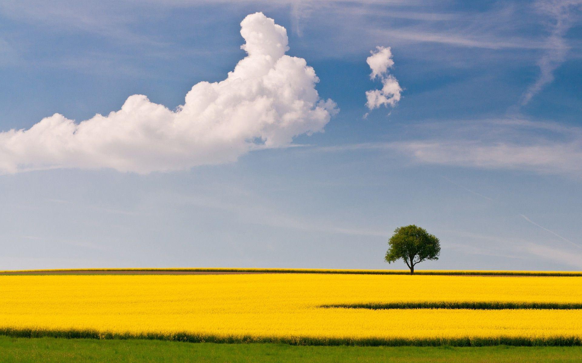 leaf, green, cloud, 1080P, nature, tree, field, nimbus, fields, 1920x1200, summer, golden, HD Wallpaper