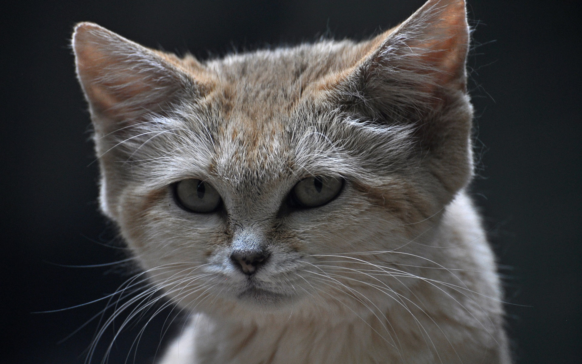 gray, Sand, kitten, Dune, short, fur, brown, Eyes, Background, Cat, Face, Black, 1080P, HD Wallpaper