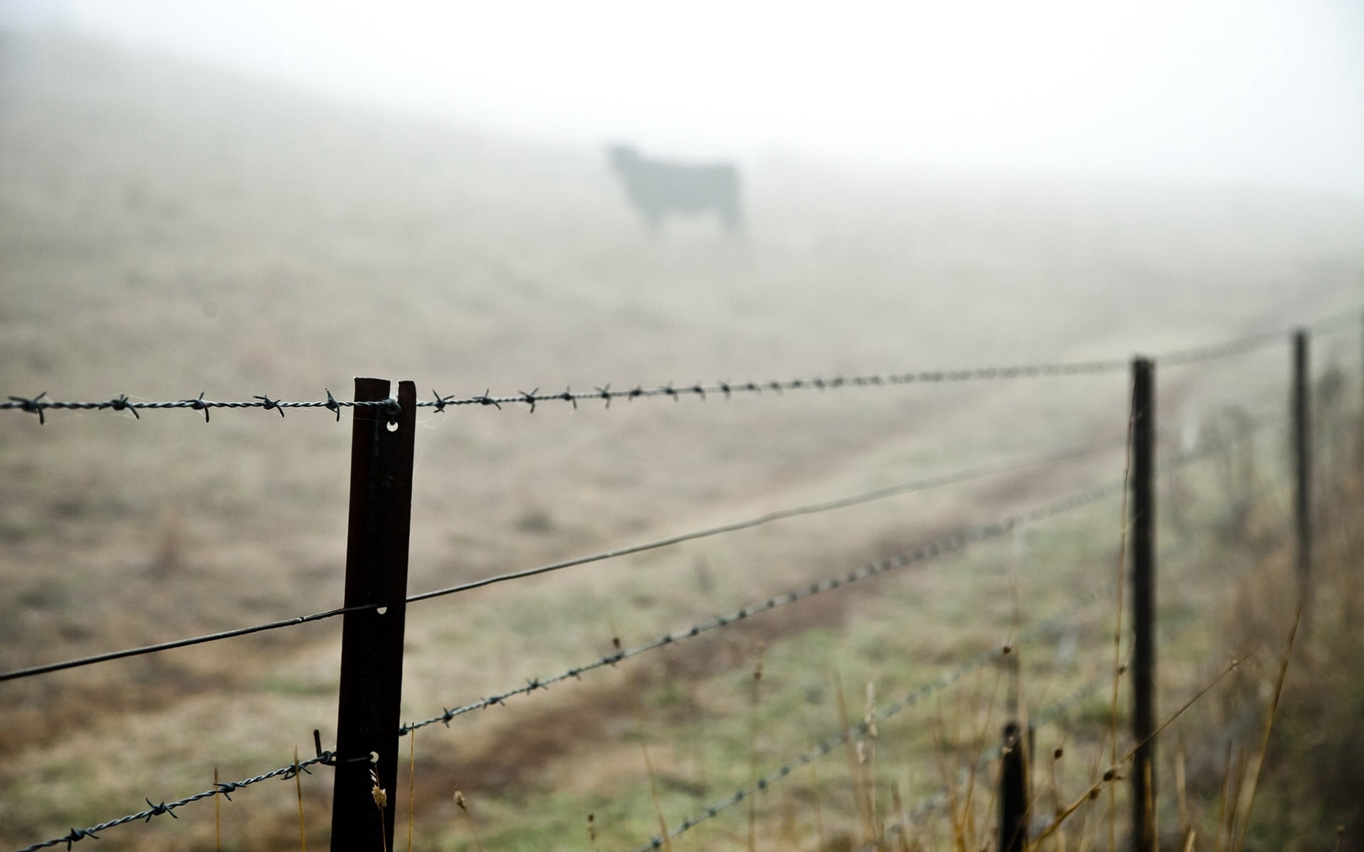 safety, security, nature, gate, fence, no People, 1080P, barbwire, rural Scene, forbidden, protection, gray, barbed Wire, boundary, sign, wire, outdoors, HD Wallpaper