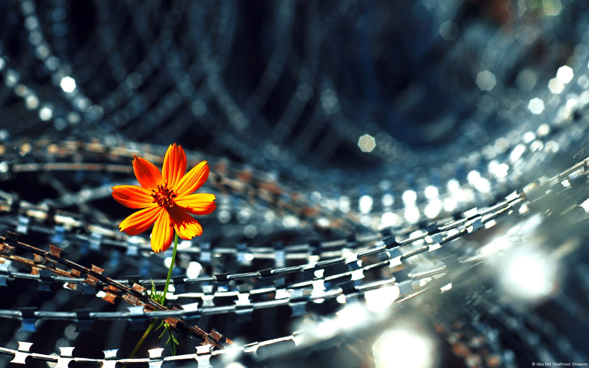 orange, barbed, inflorescence, night, freshness, flowering plant, growth, outdoors, flowers, flower head, architecture, vulnerability, beauty in nature, HD Wallpaper