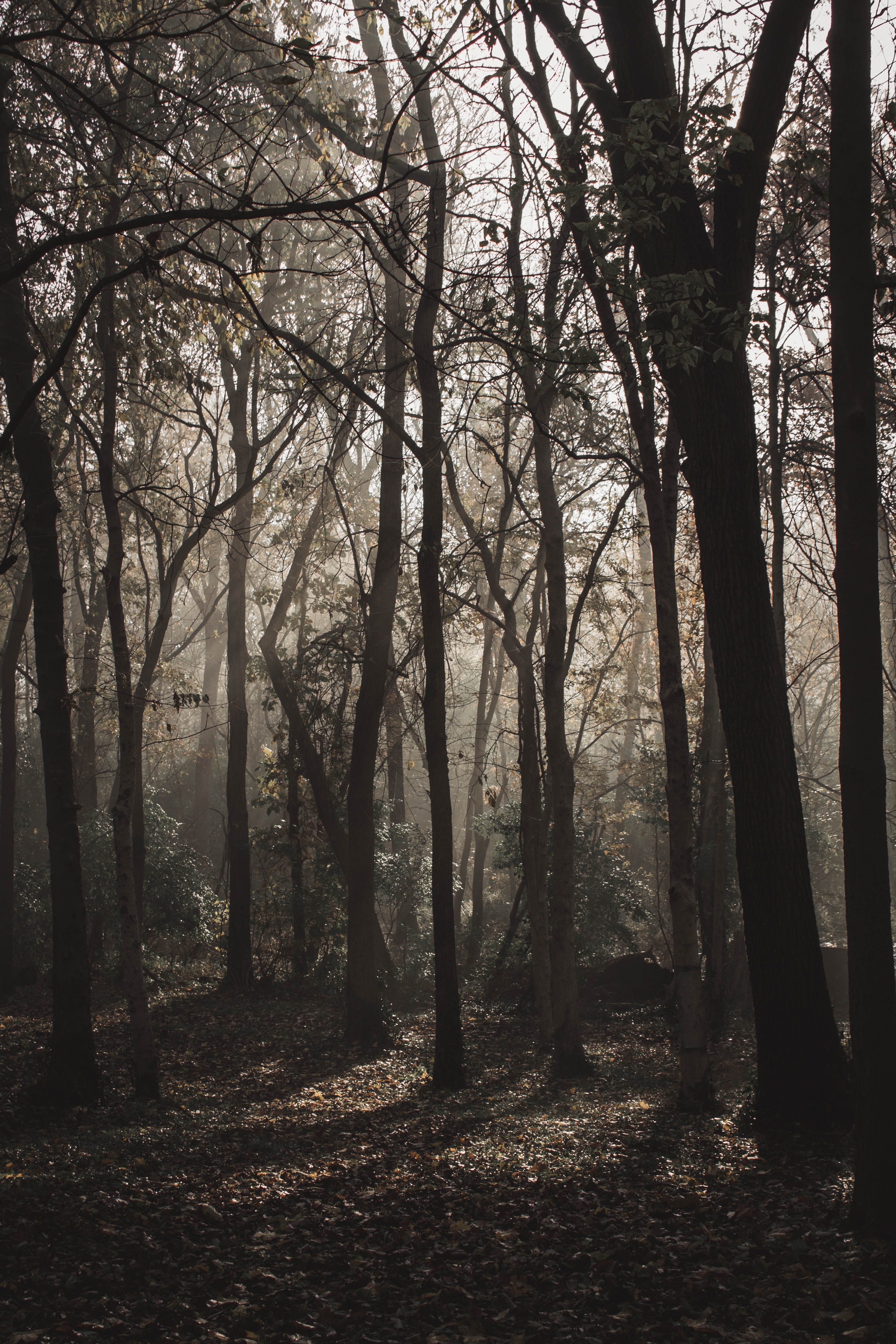 tranquility, growth, tree trunk, trunk, fog, no people, tree, land, scenics - nature, day, woodland, indianapolis, outdoors, united states, beauty in nature, Phone HD Wallpaper