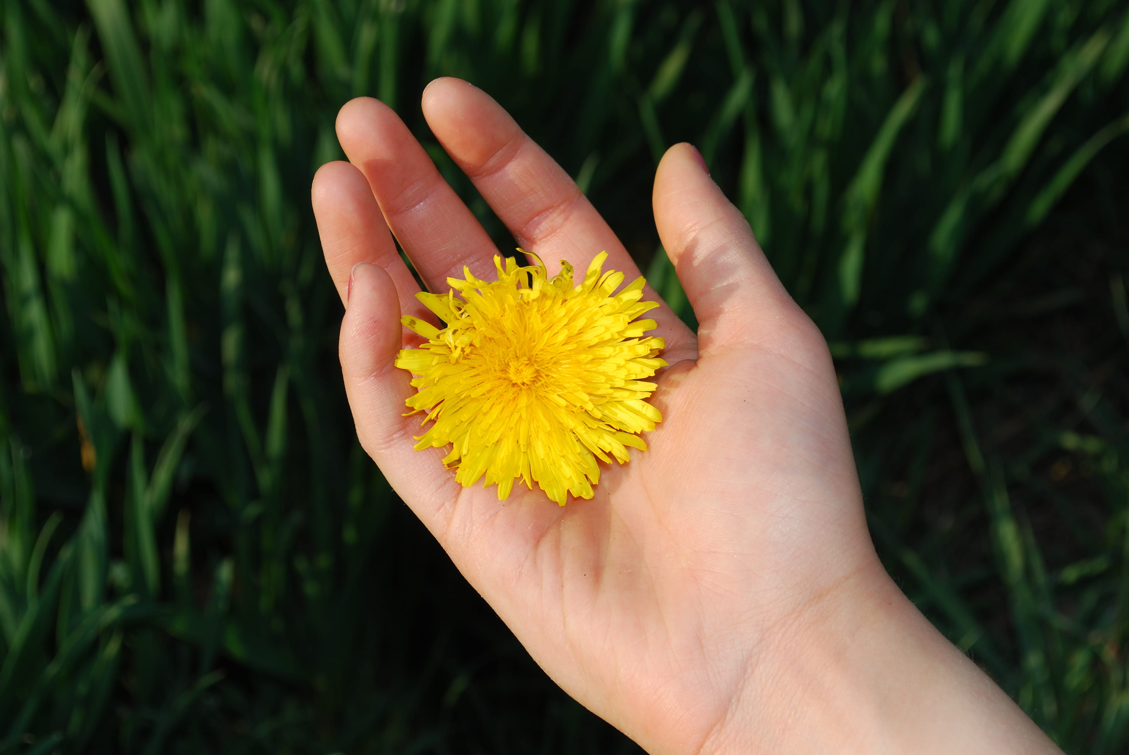 floral, stem, flowers, holding, seasonal, human limb, fragility, dandelion, aroma, human body part, elegant, pollen, botanical, scent, flora, petaled, environment, HD Wallpaper