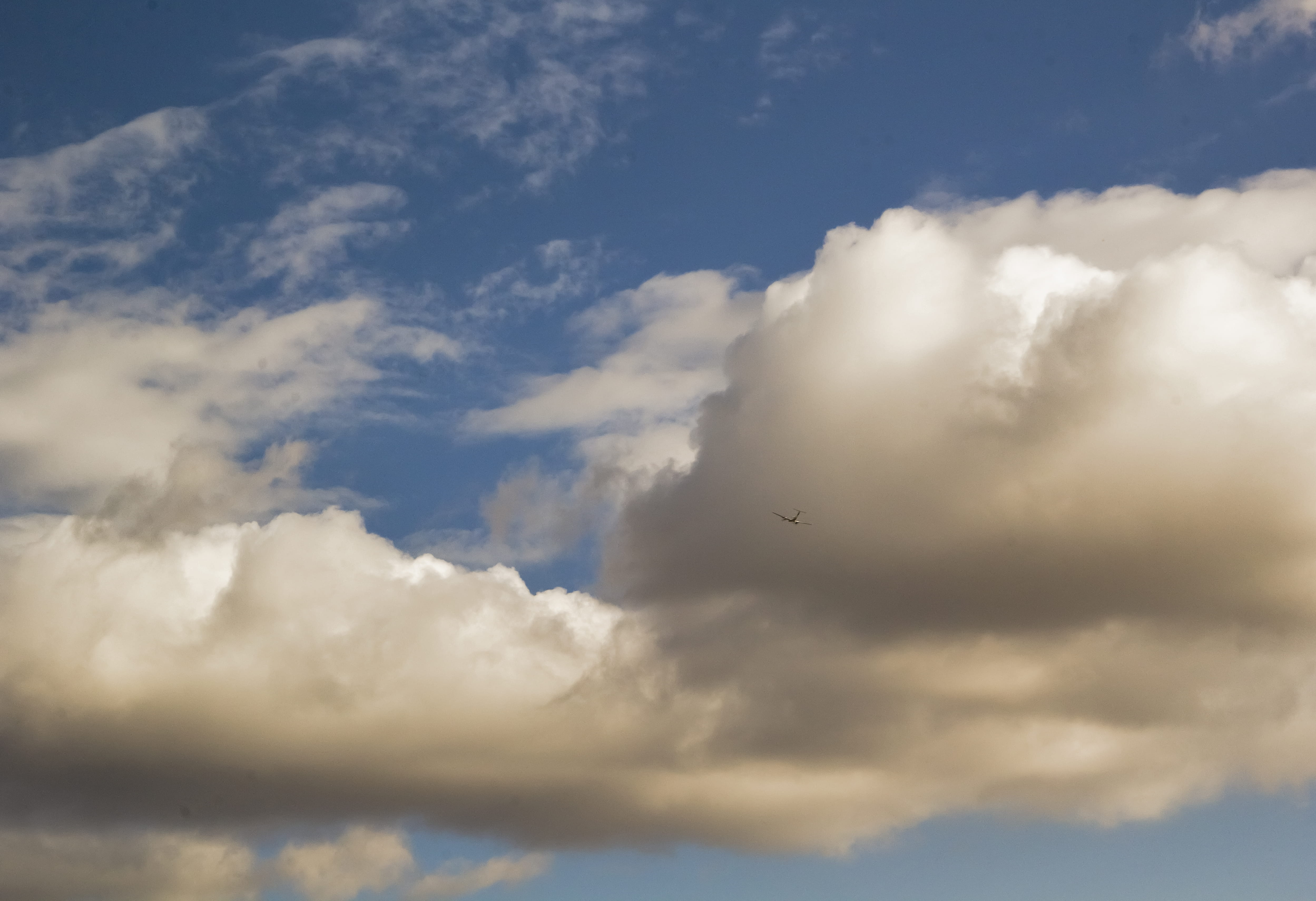 beyond, outdoors, grass, animal, flooring, weather, day, scenics - nature, cumulus, 4K, no people, park, sky, idyllic, bird, low angle view, plant, azure sky, HD Wallpaper