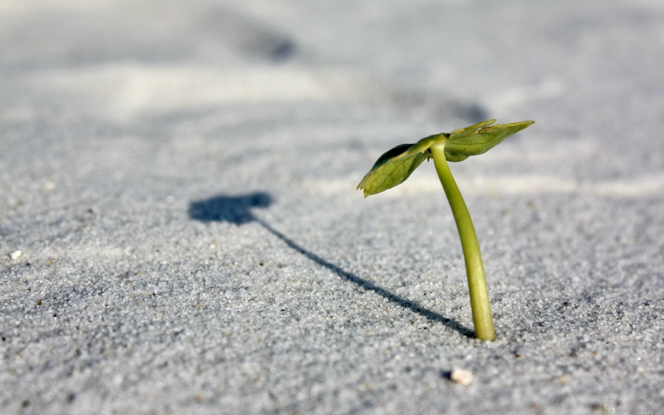 life, leaves, sprout, selective focus, surface level, springtime, leaf, shadow, environmental Conservation, green, hope, sunlight, concepts, beginnings, HD Wallpaper