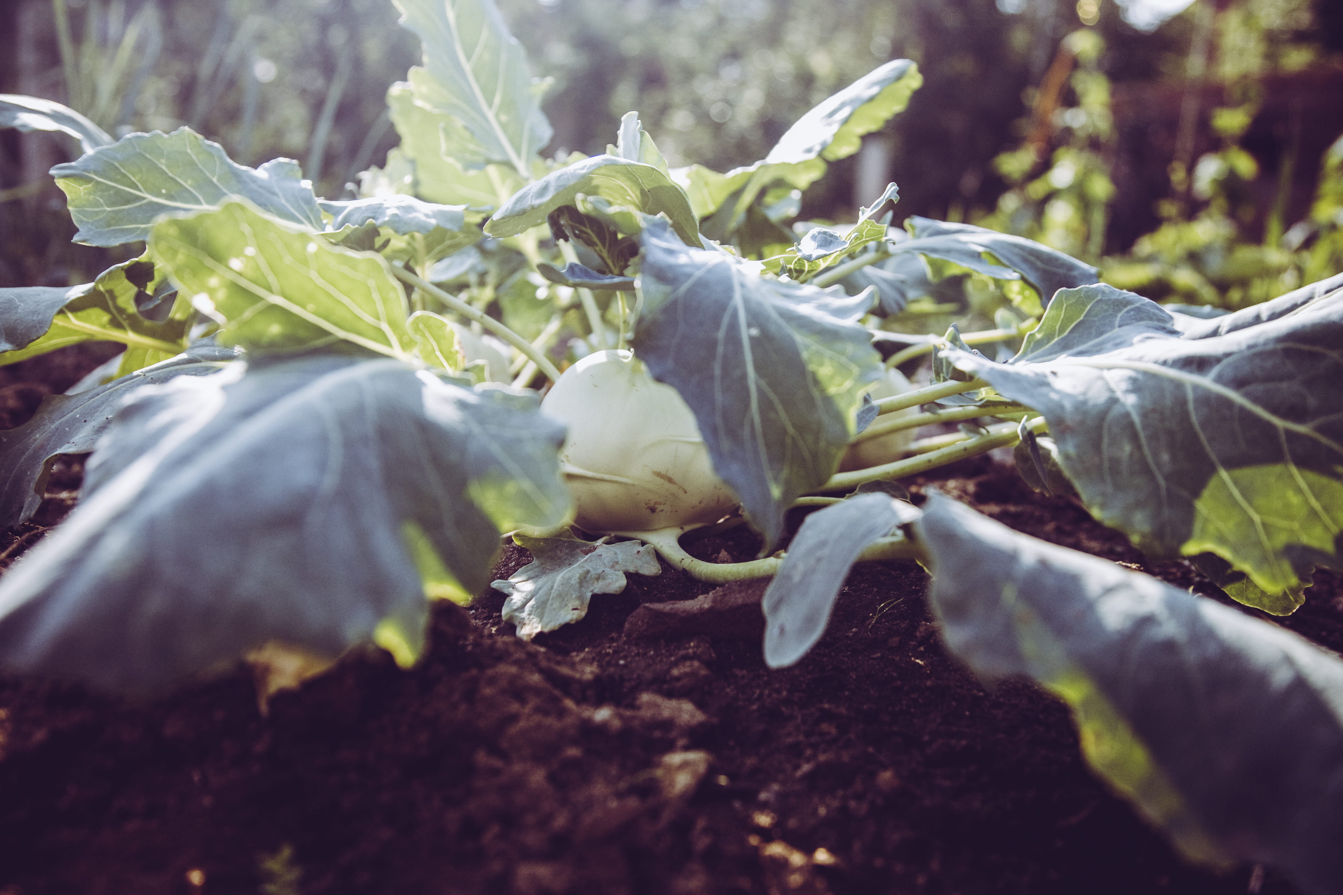 white color, agriculture, outdoors, no people, harvesting, graze, controlled farming, healthy eating, bio, nature, selective focus, plant part, leaf, 4K, HD Wallpaper
