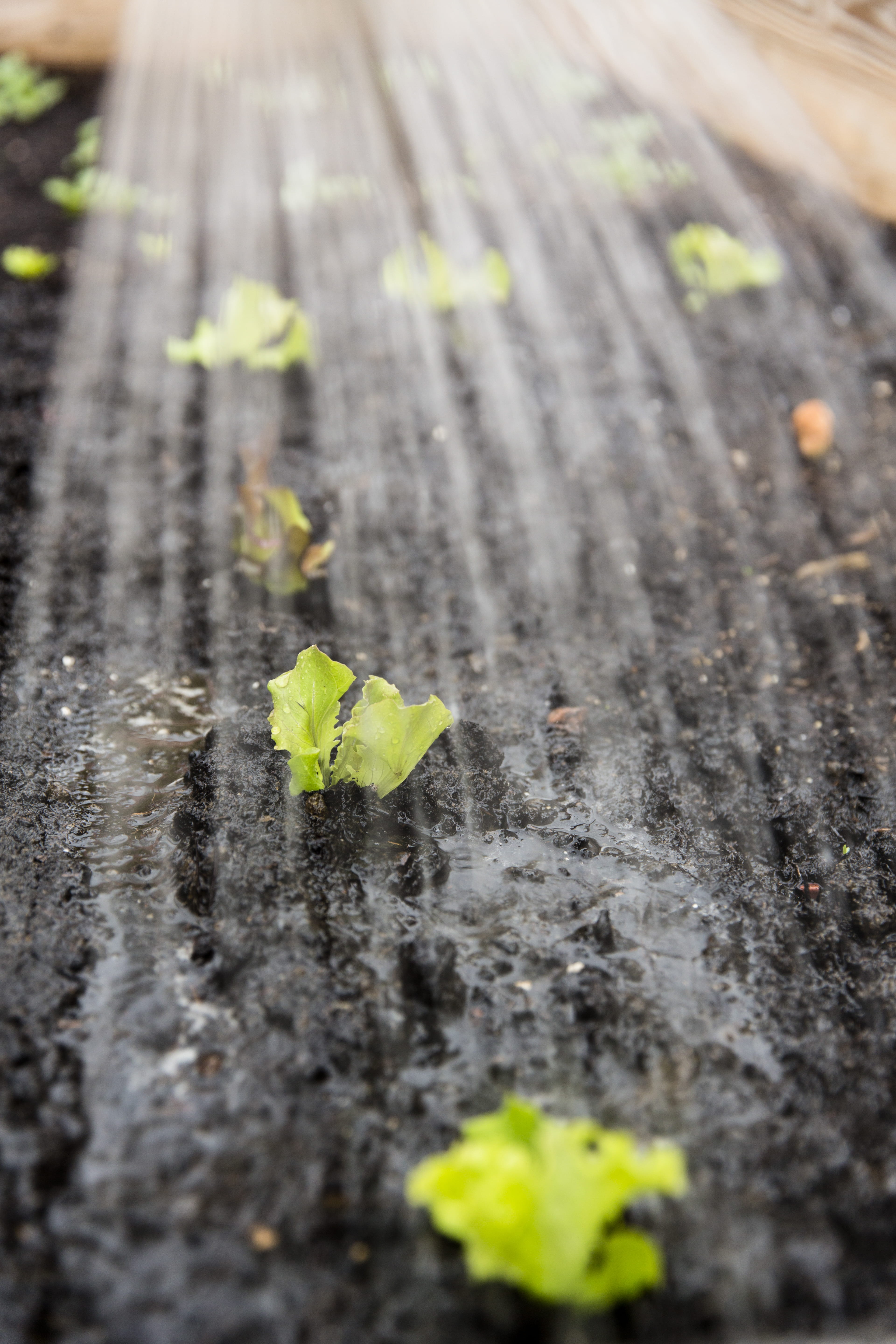 sapling, wood - material, dirt, freshness, breeding, locavore, beauty in nature, plant, garlic, harvest, horticulture, raised bed, vulnerability, guerilla, Phone HD Wallpaper