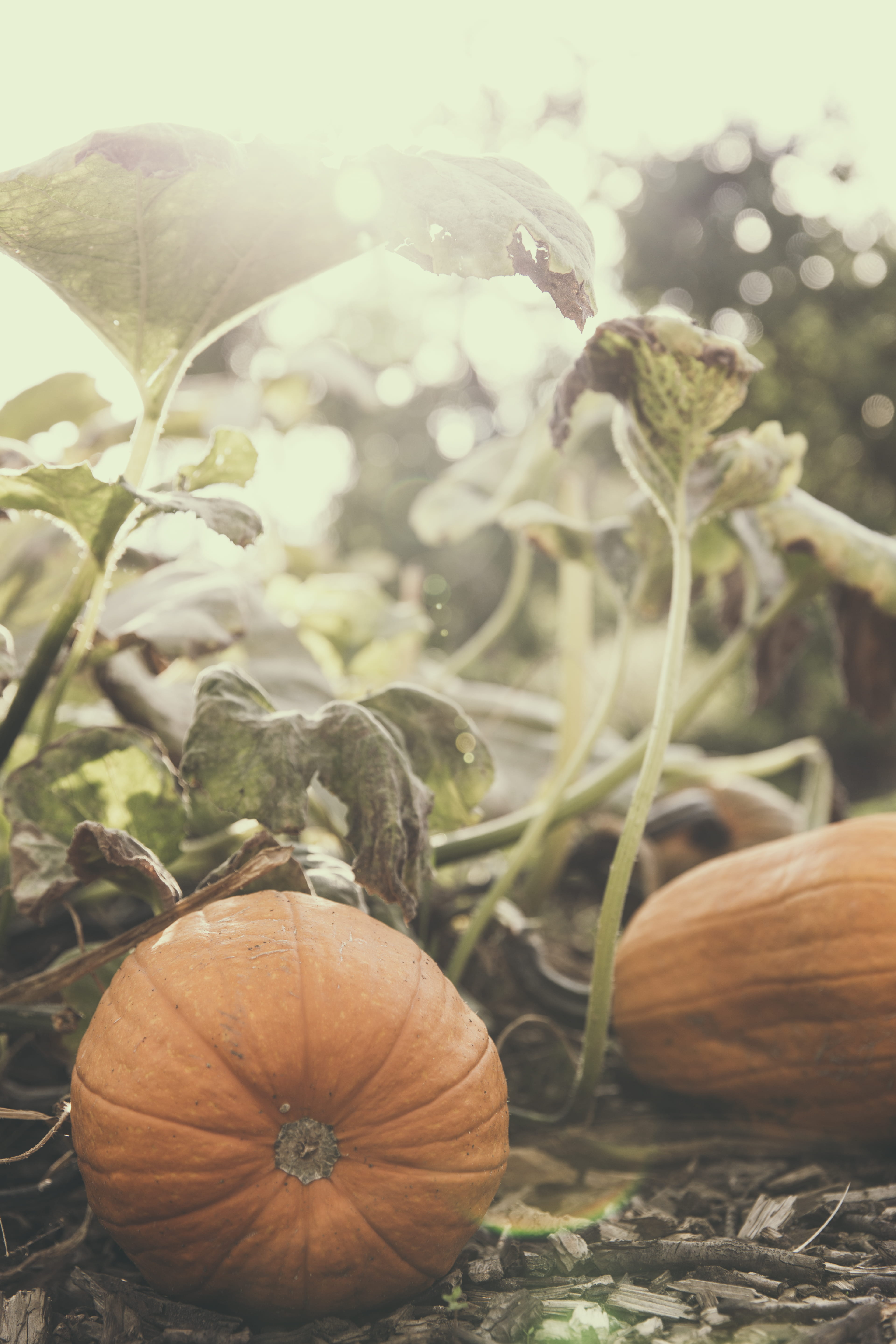 salad, wellbeing, calabash, land, vegetable, organic, growth, horticulture, freshness, gourd, outdoors, focus on foreground, seed, leaf, locavore, cultivation, Phone HD Wallpaper
