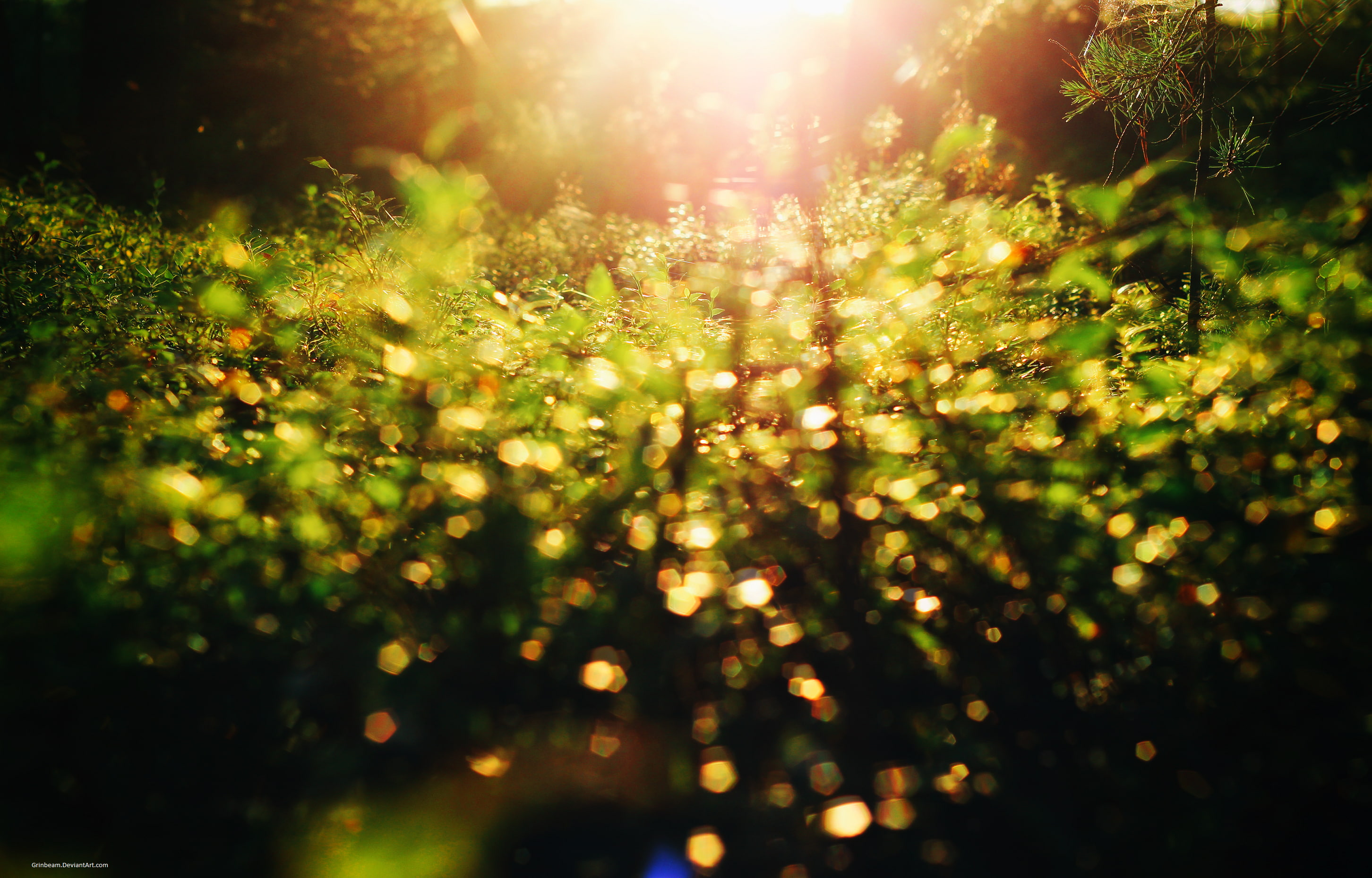selective focus, freshness, 2K, sunlight, land, sunset, tree, tranquility, forest, scenics - nature, lens flare, beauty in nature, outdoors, defocused, HD Wallpaper