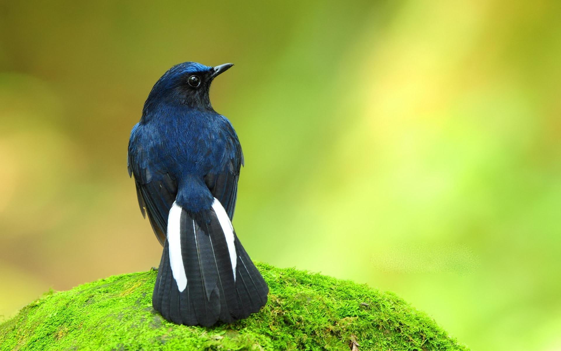 forest, 1080P, nature, life, animals, bird, tail, beautiful, HD Wallpaper