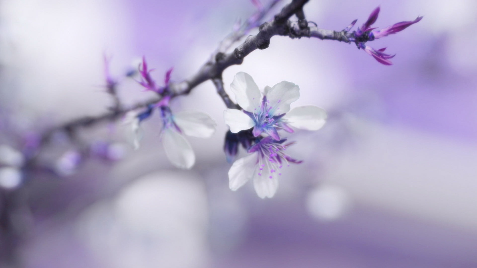 blur, flowering plant, white, blossom, selective focus, fragility, purple, close-up, softness, tree, cherry tree, day, flower, nature, cherry, blossoms, HD Wallpaper