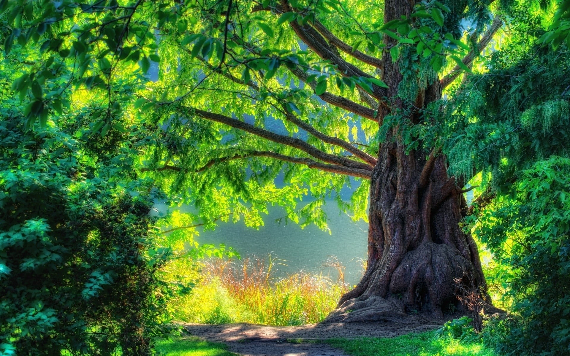 non-urban scene, plant, Twisting, tree trunk, tranquil scene, growth, forest, no people, Branches, 1080P, nature, tranquility, scenics - nature, outdoors, HD Wallpaper