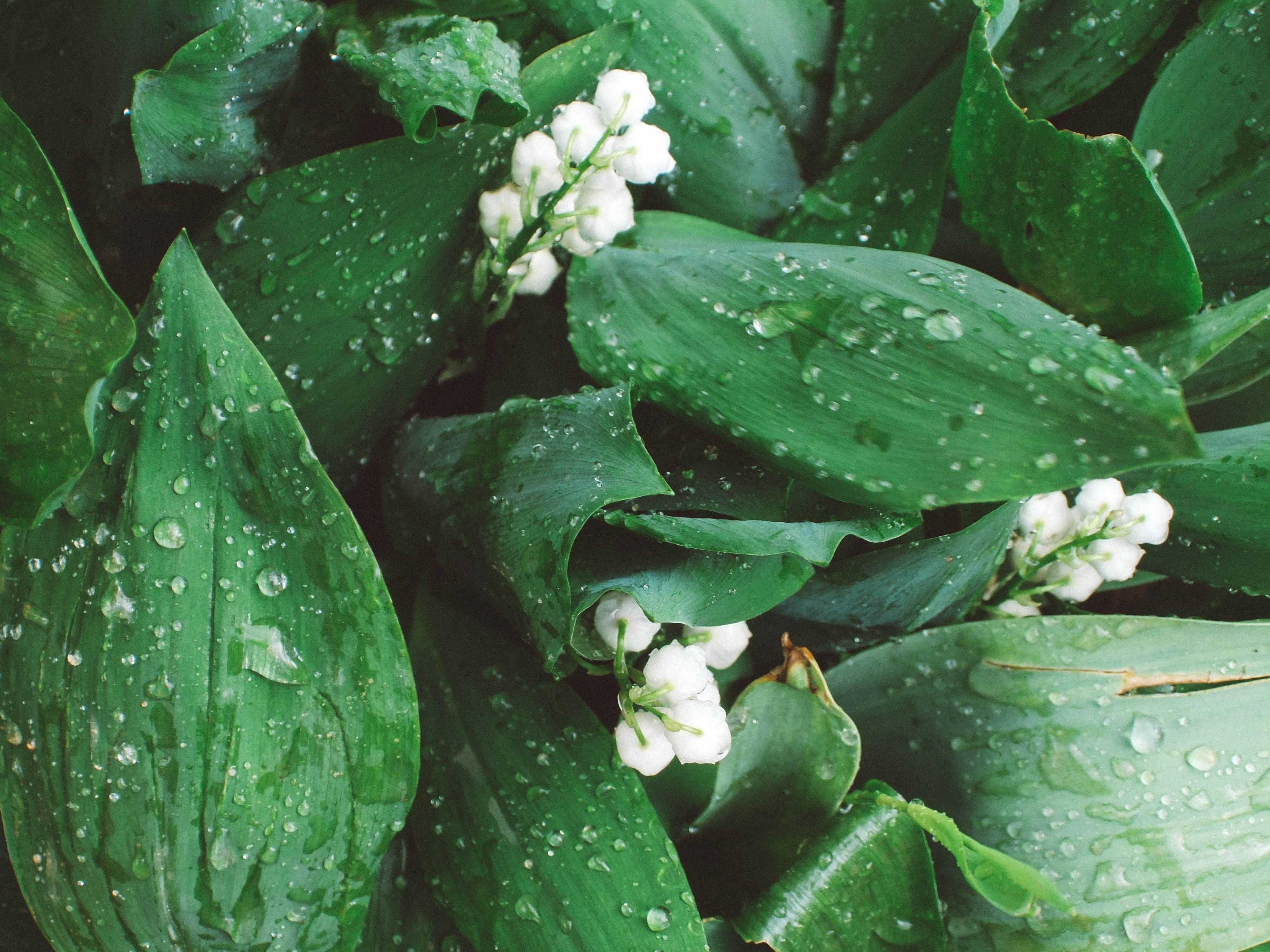 raindrop, rain, lilies of the valley, outdoors, leaf, plant part, flowers, background, dew, flower, purity, wet, plant, green color, white, beauty in nature, HD Wallpaper