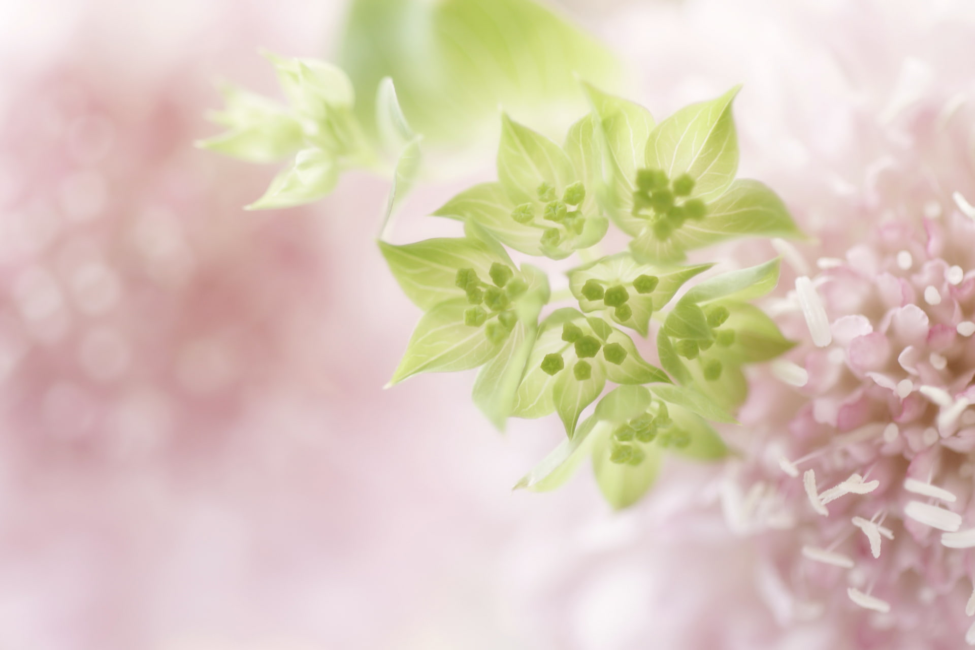 nature, gently, white, no People, blossom, close-up, color Image, pink Color, tree, backgrounds, abstract, fragility, flower, herb, flowers, macro, flower Head, HD Wallpaper