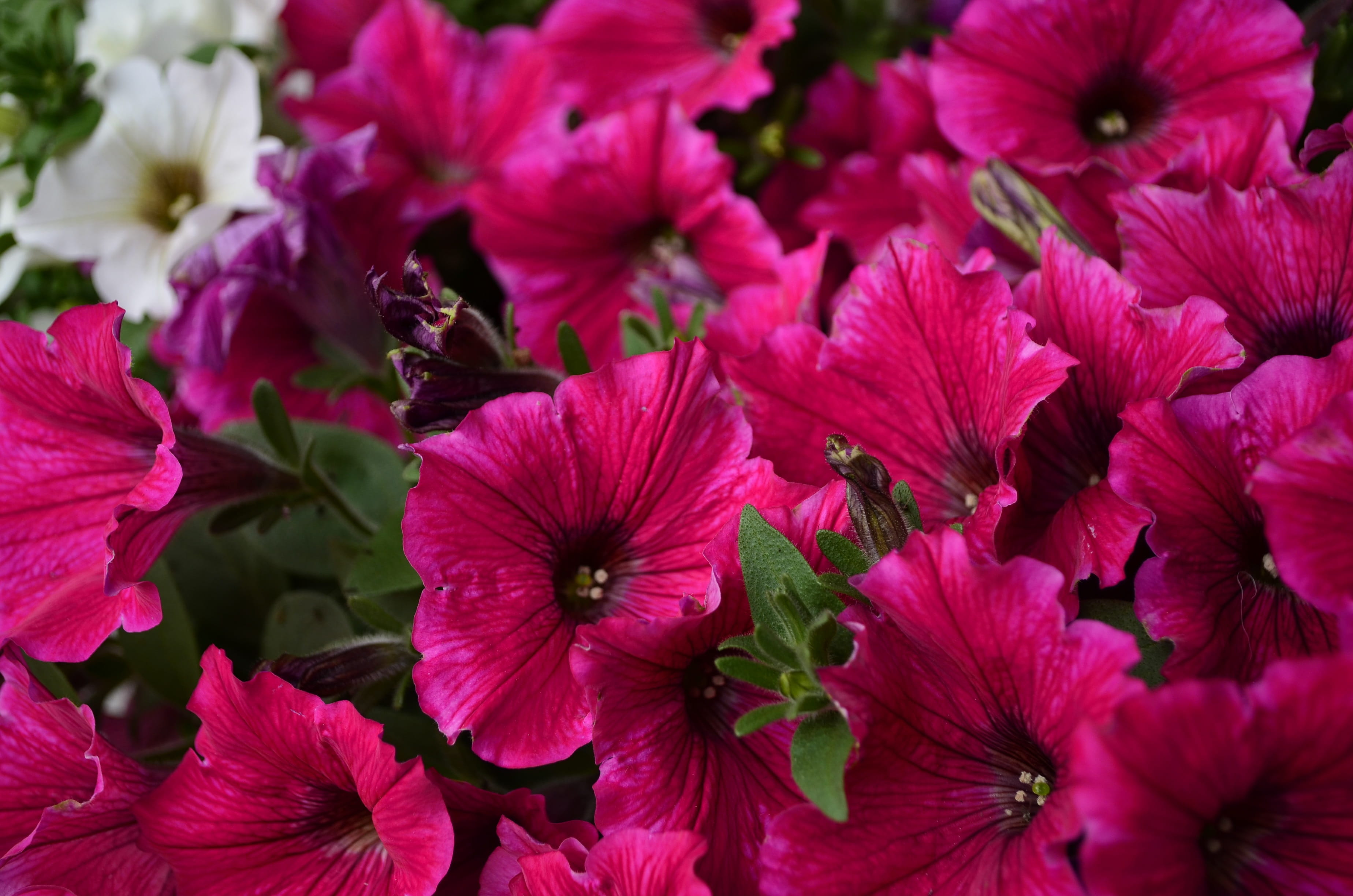 handsomely, bloom, plant, flower arrangement, freshness, petunia, summer, outdoors, pink color, vulnerability, purple, no people, flowering plant, day, HD Wallpaper