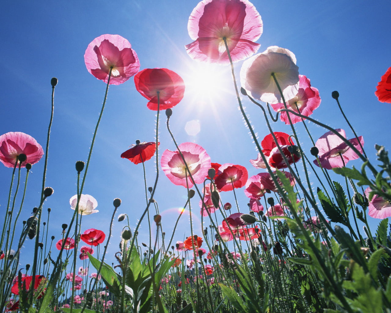 720P, beauty In Nature, field, inflorescence, growth, flowerbed, backgrounds, sun, day, flower arrangement, blue, no People, low angle view, flower, petal, HD Wallpaper