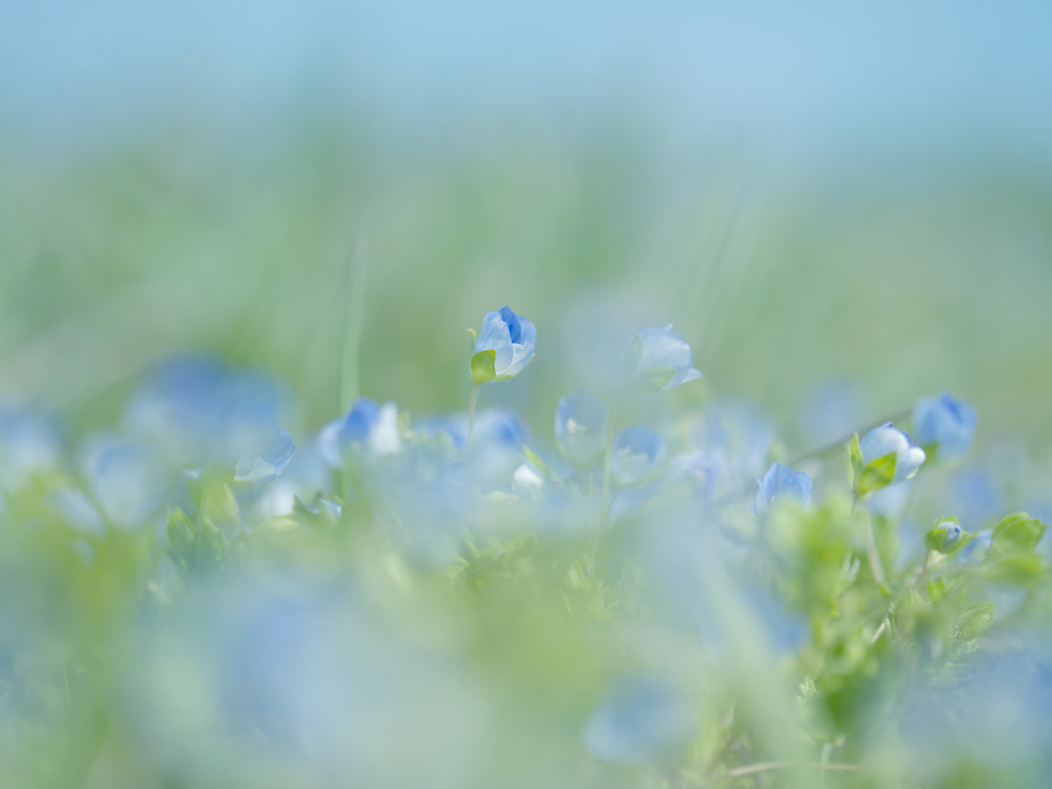 fragility, bright, tranquility, vulnerability, petaled, field, green color, close-up, gently, selective focus, photosynthesis, blue, flower, beauty in nature, HD Wallpaper