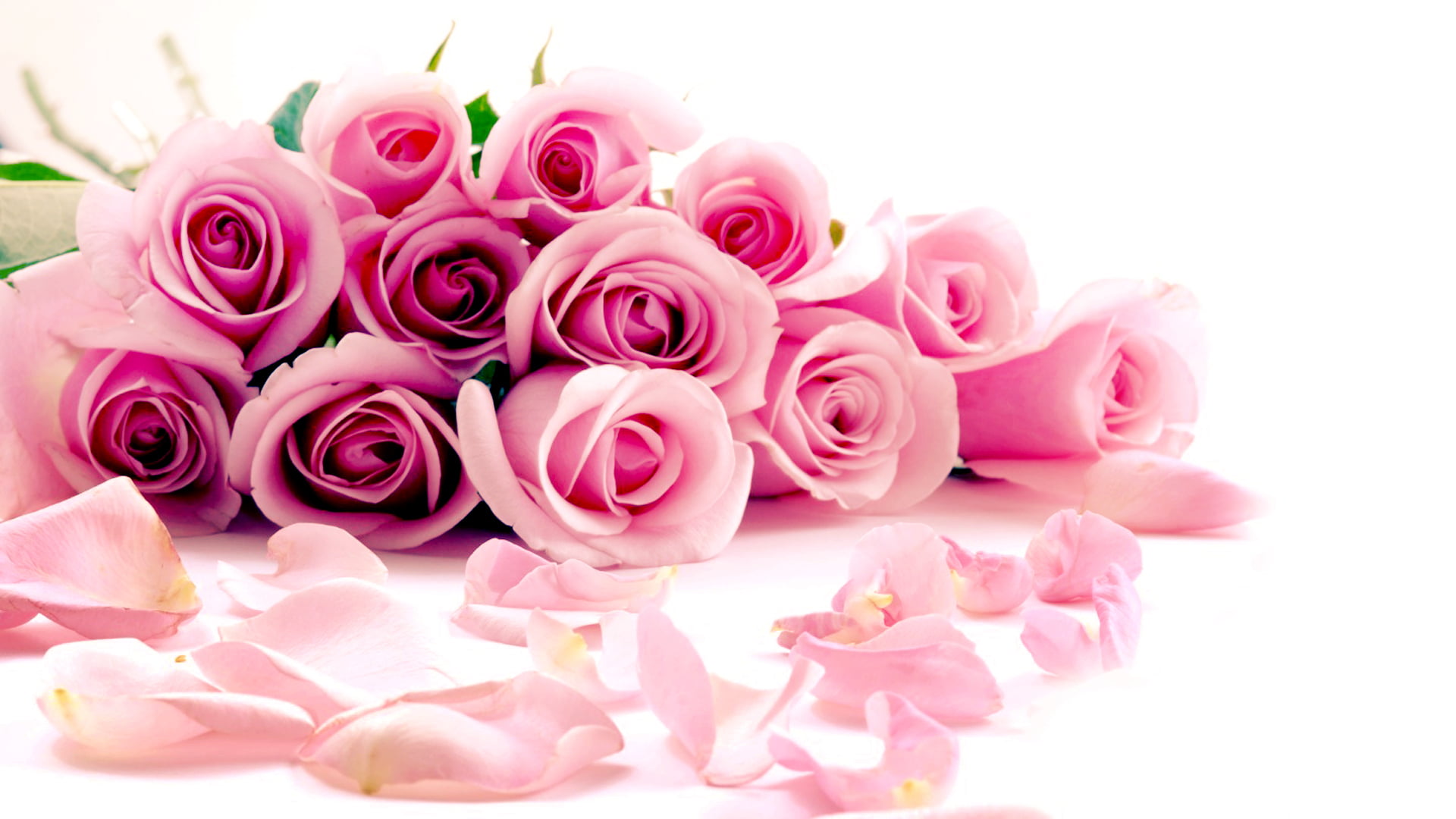 gift, pink Color, roses, single Flower, celebration, rose - Flower, no people, flowers, inflorescence, flower Head, close-up, flower, positive emotion, HD Wallpaper