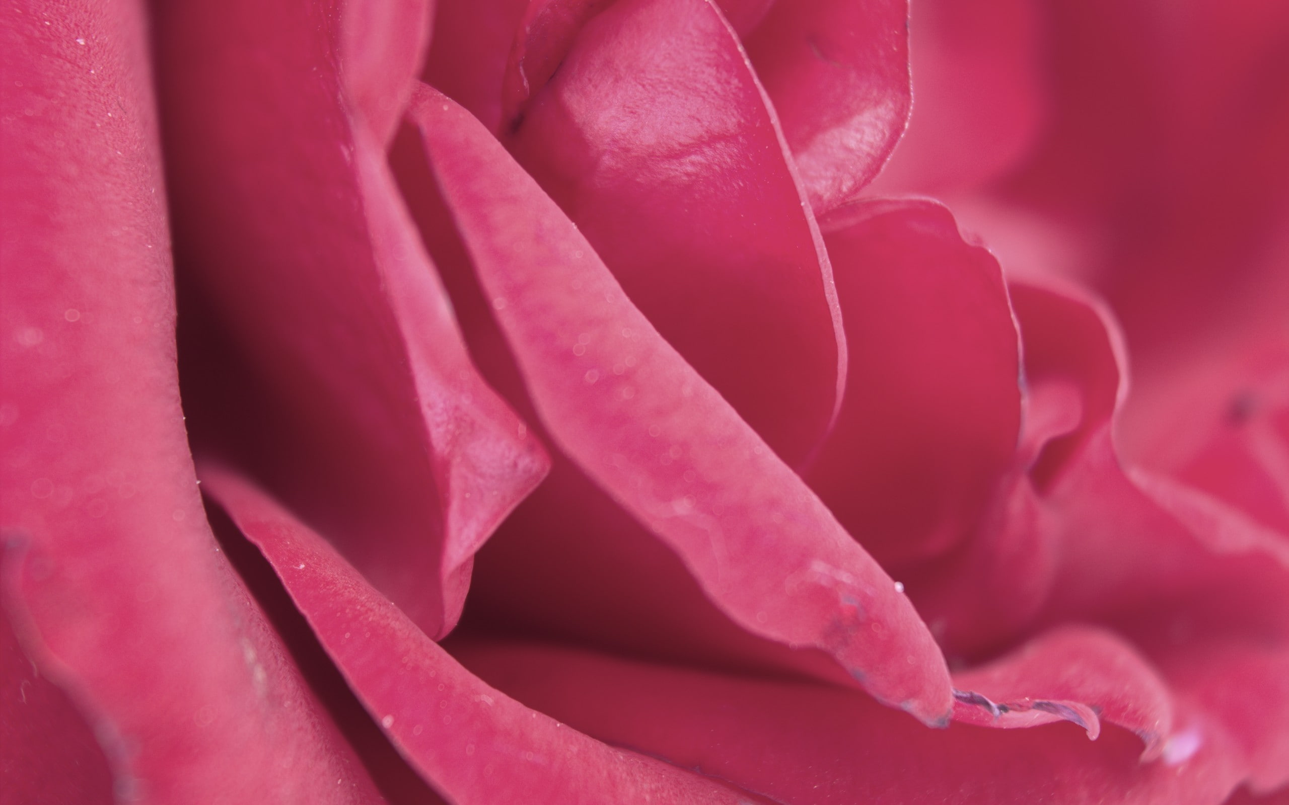 rose, gently, pink, 2K, petals, HD Wallpaper