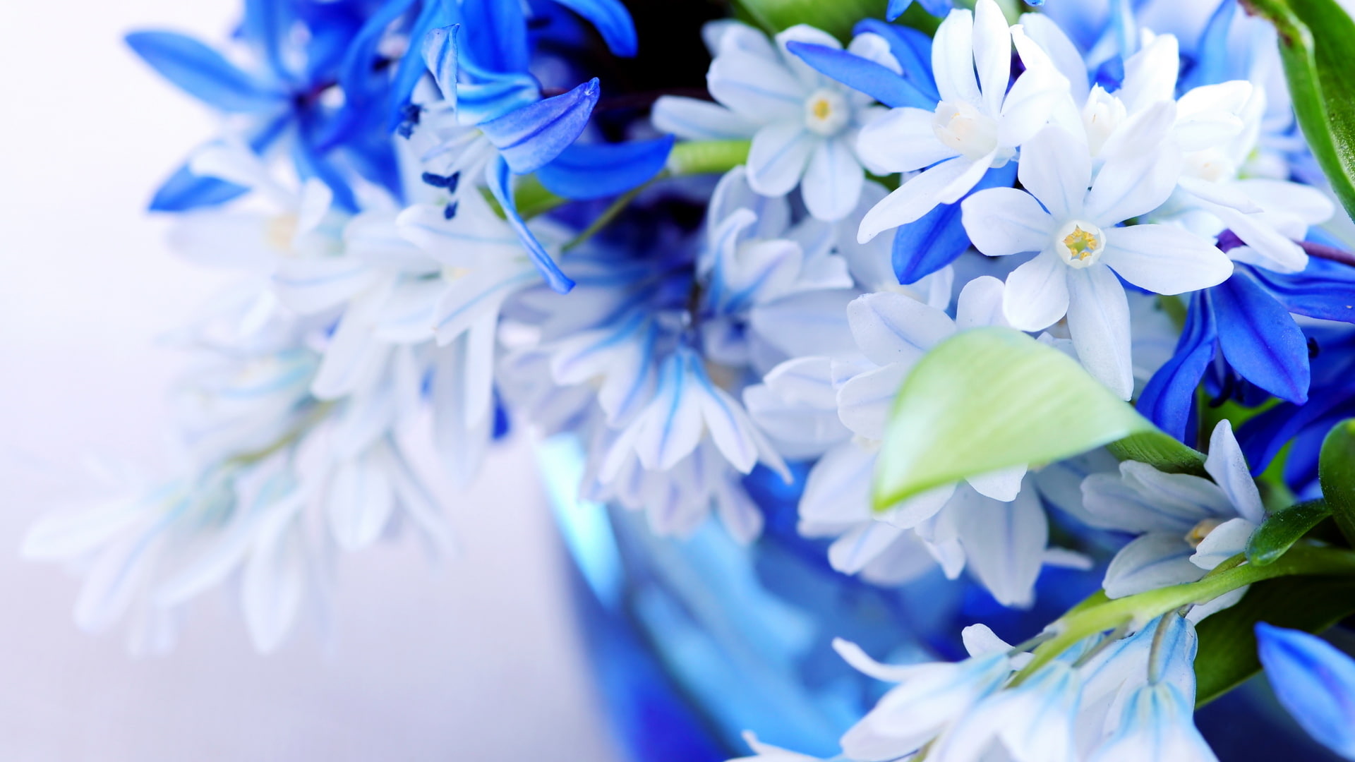 sheets, gently, bouquet, color, blue, flowers, petals, 1080P, HD Wallpaper