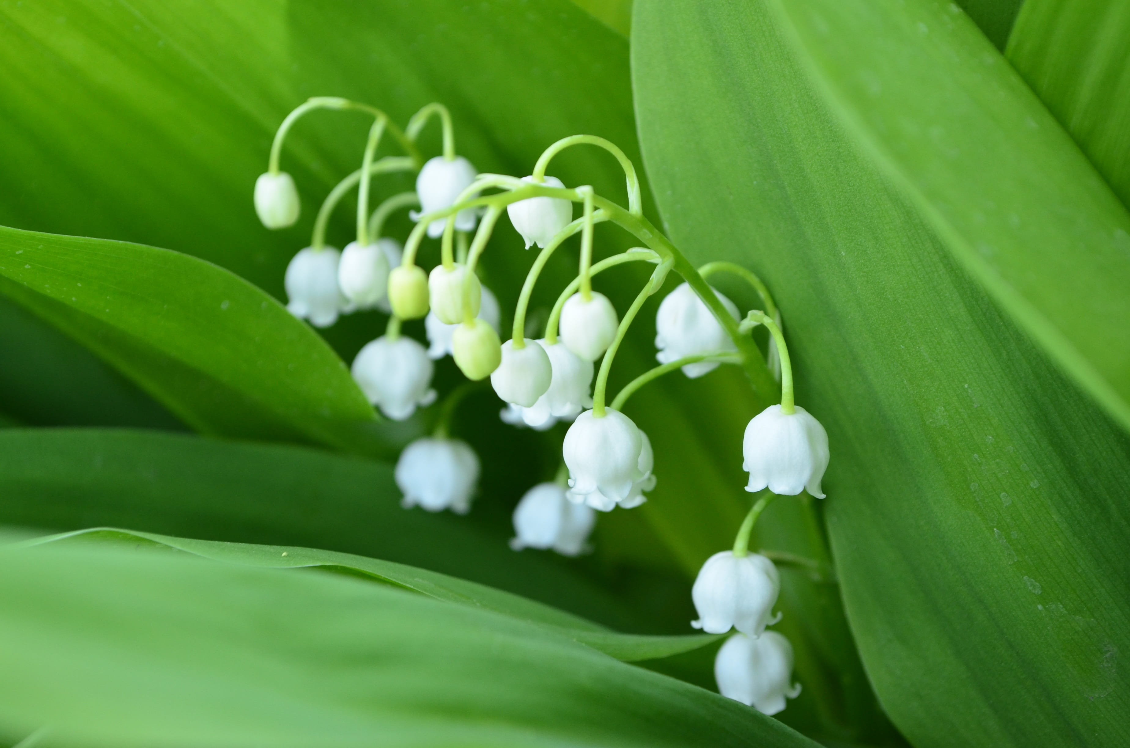 Closeup, growth, plant part, flowers, Lily Of The Valley, bloom, Flower, green, spring, handsomely, close-up, 2K, petal, green color, leaf, fragility, HD Wallpaper