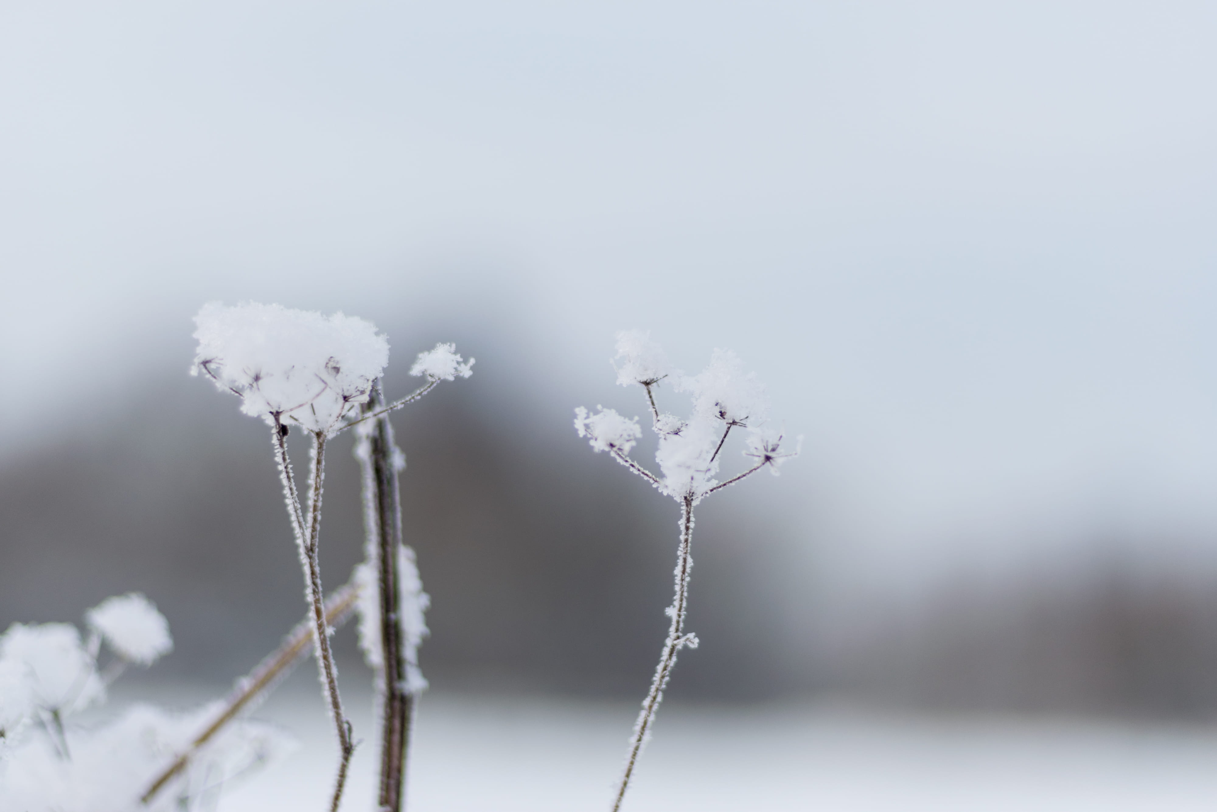russia, white color, dry bush, close-up, winter, day, dead plant, vulnerability, plant, dry, copy space, snowing, extreme weather, ice, no people, focus on foreground, HD Wallpaper