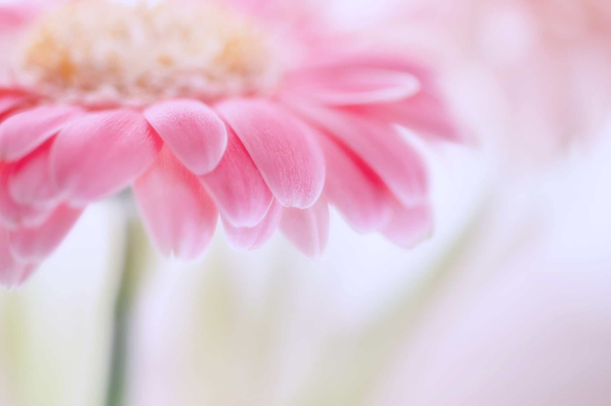 extreme close-up, white, color Image, vulnerability, flowers, flower, macro, beauty, flower Head, focus, pink Color, nature, fragility, selective focus, HD Wallpaper