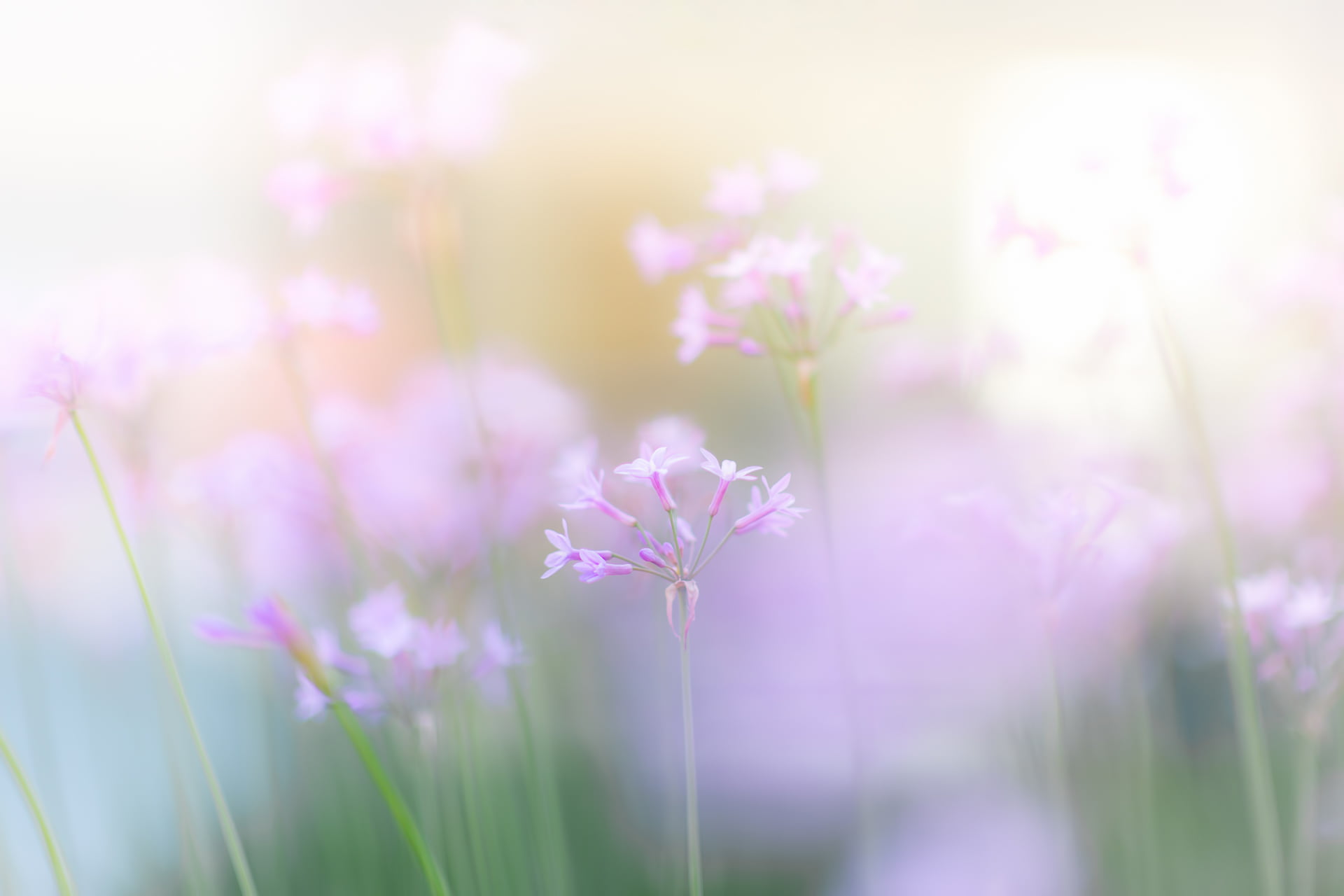 fragility, outdoors, defocused, freshness, purple, soft focus, season, flowerbed, botany, sunlight, no People, pink Color, selective Focus, grass, focus on foreground, HD Wallpaper