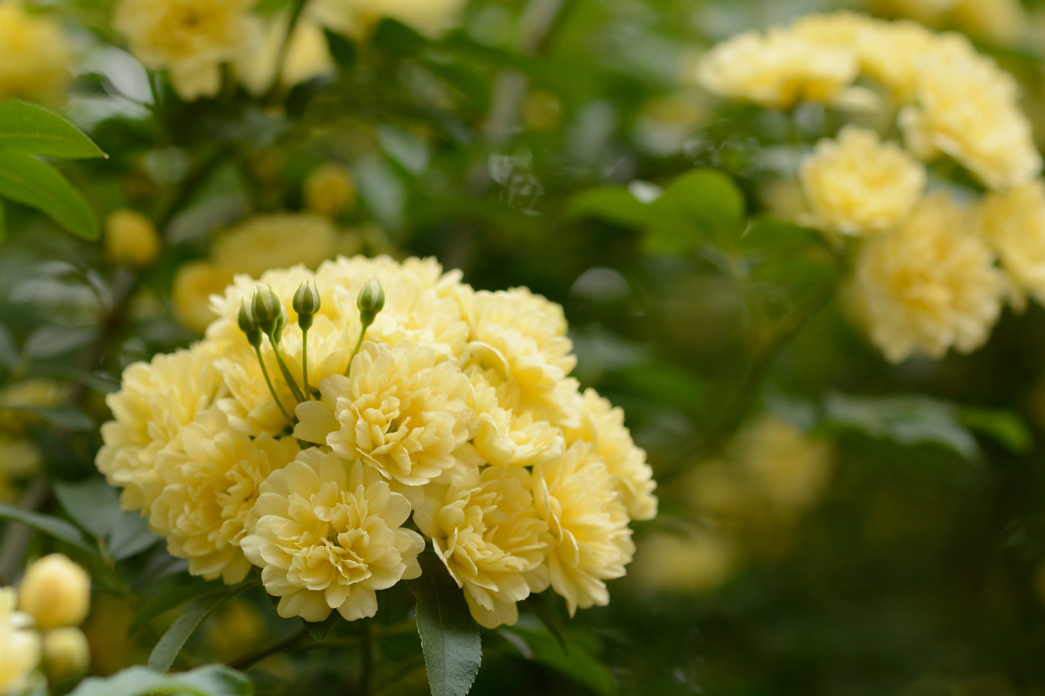 branches, 1080P, yellow, leaves, gently, roses, flowering, flowers, HD Wallpaper