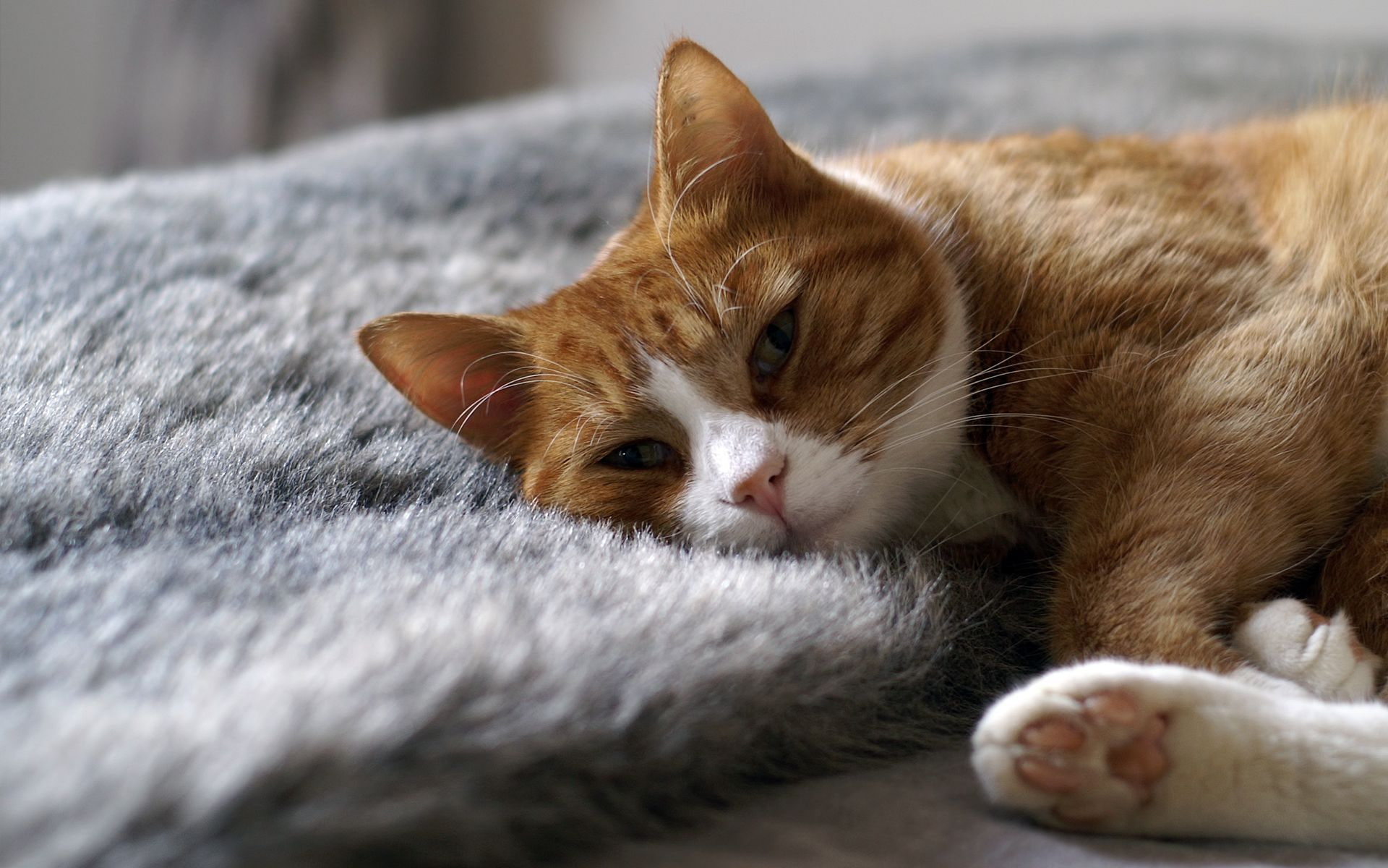 white, cat, gently, red, lies, 1080P, HD Wallpaper