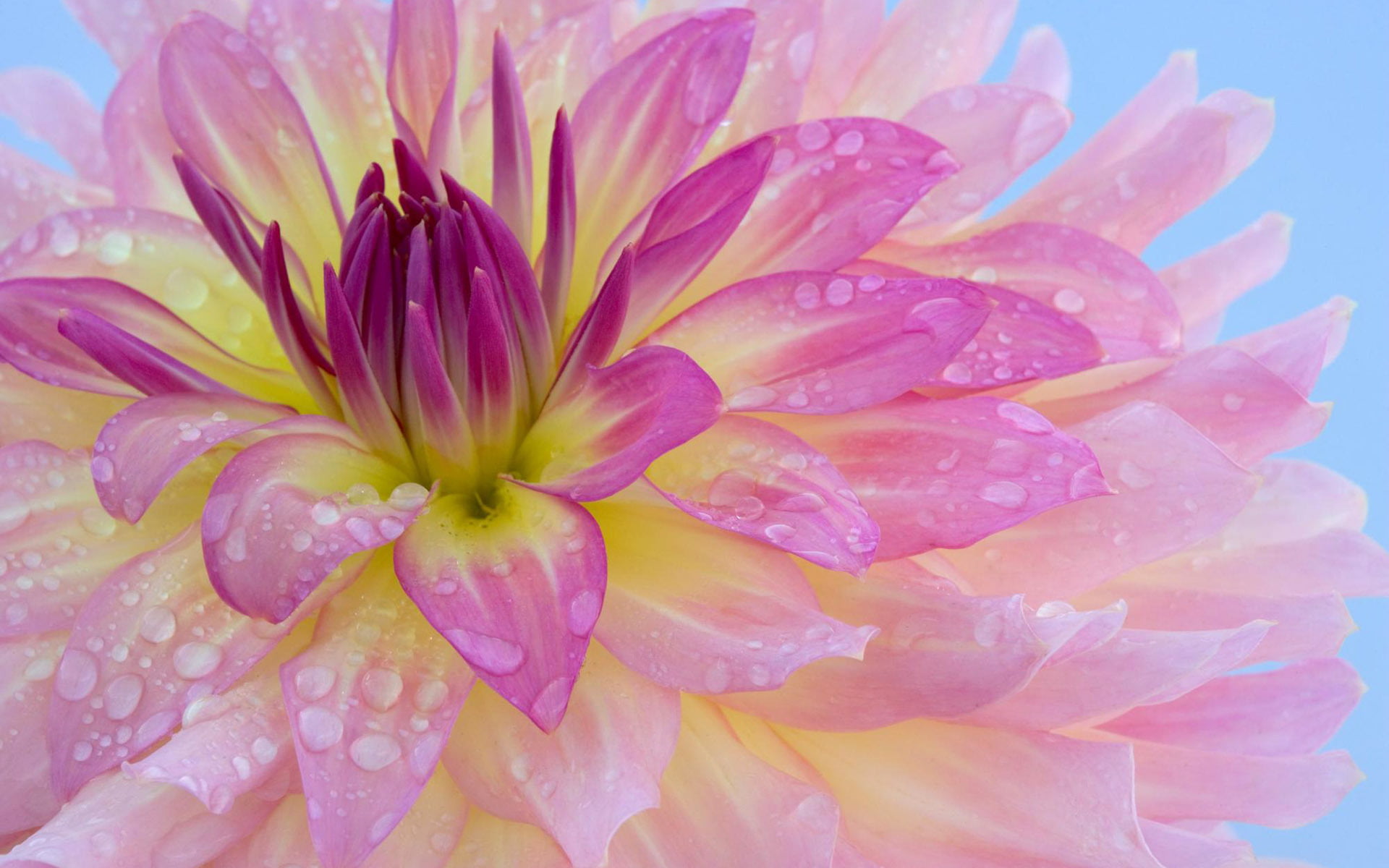 summer, multi Colored, beauty In Nature, macro, water Lily, red, pollen, gently, pink, leaf, nature, purple, purity, flower, vulnerability, flowering plant, HD Wallpaper
