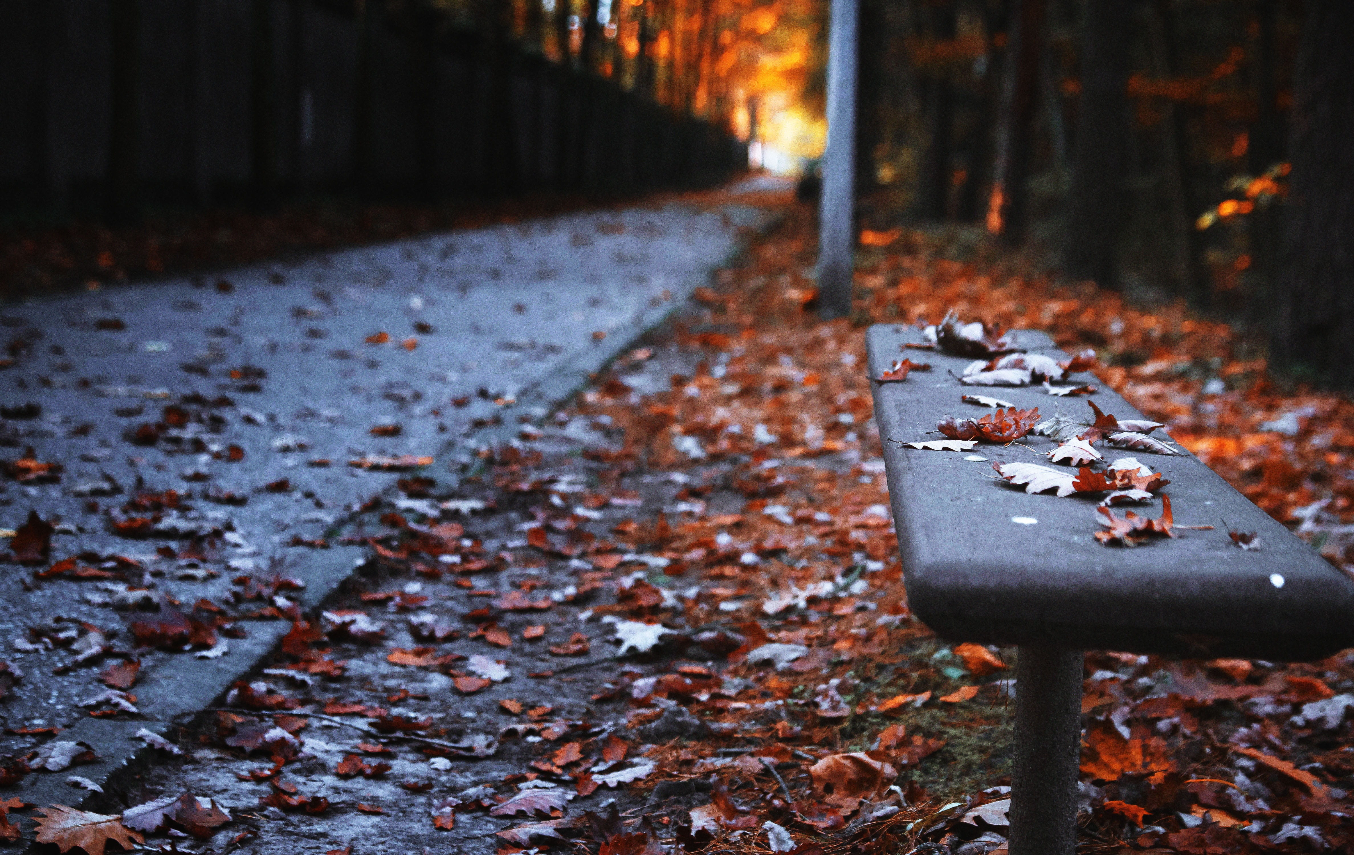 colorful leaves, vanishing, thirds, time of year, wooden, reverie, autumn leaves, fresh air, holiday, change, tree, autumn leaf, autumn, autumn motives, HD Wallpaper