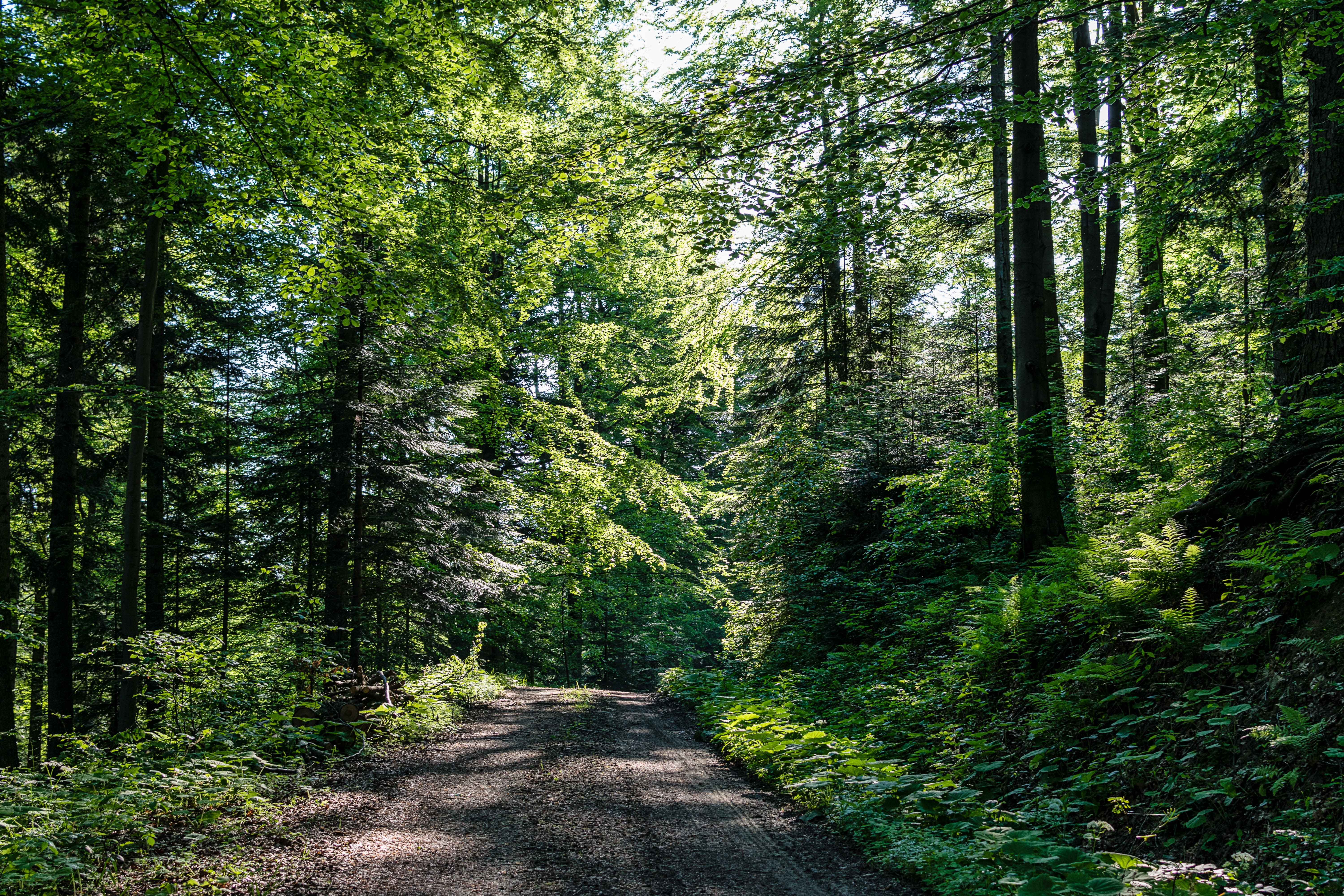 green, the environment, plant, hiking trails, land, diminishing perspective, woodland, non-urban scene, in the morning, day, direction, forest path, scenics - nature, HD Wallpaper