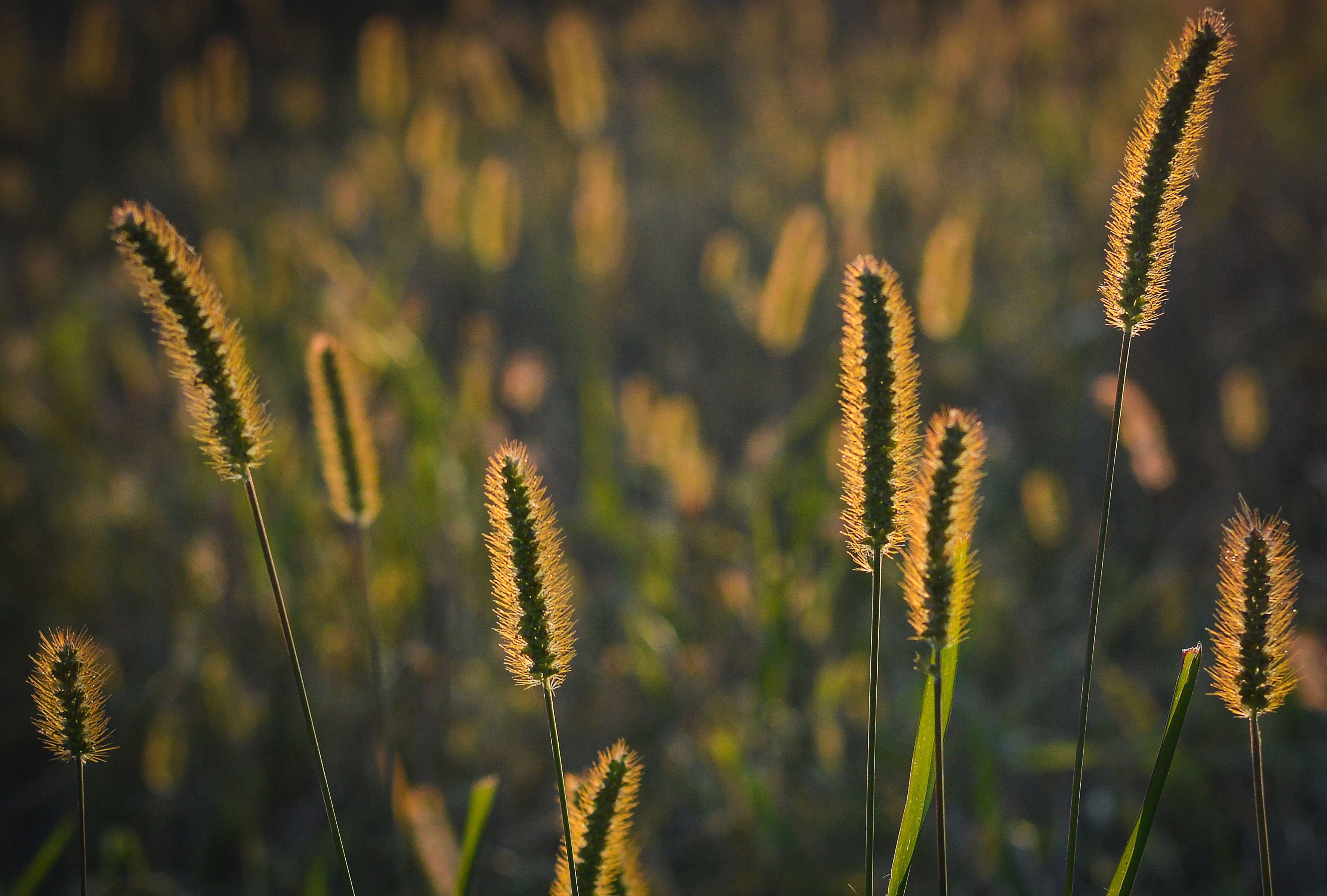 evening, grass, the sun, day, the rays, meadow, nature, sunset, close-up, beauty in nature, yellow, flower, landscape, fields, poland, west, plant, focus on foreground, HD Wallpaper