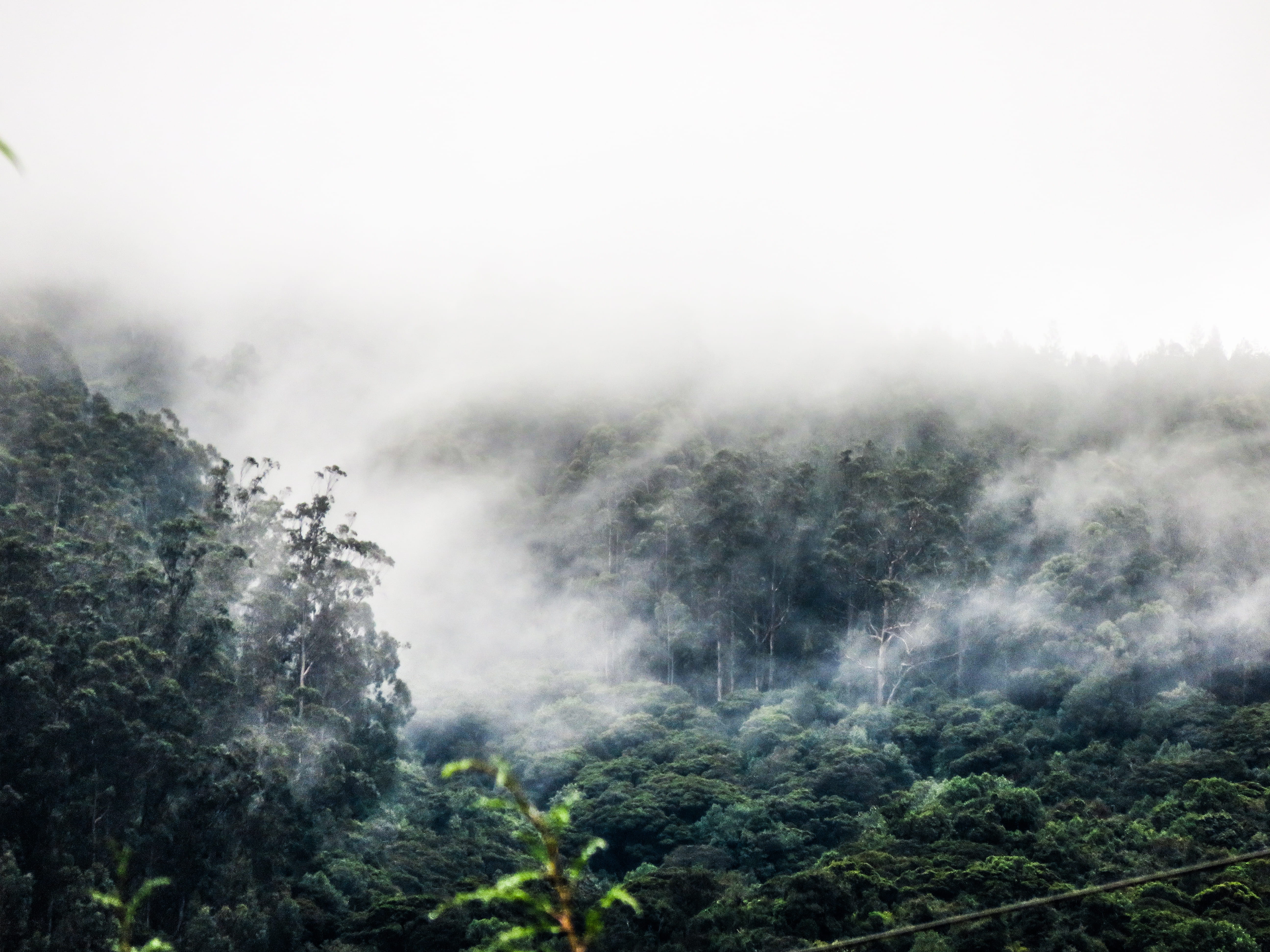 mist, plant, scenery, mountains, canon, beauty in nature, clouds, nature, no people, scenics - nature, forest, sx710 hs, wildlife, woodland, tall trees, HD Wallpaper
