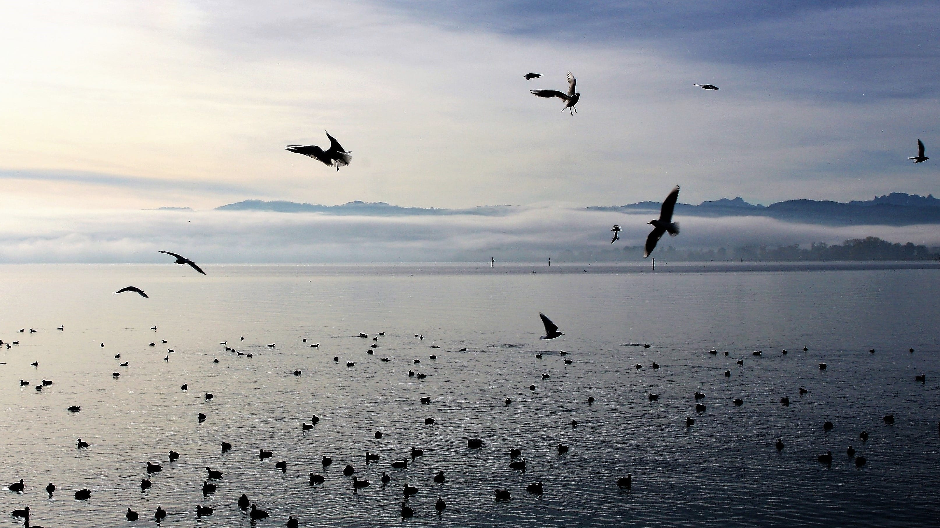 haze, flight, the seagulls, monolithic part of the waters, animal, the silence, flying, dawn, the coast, glow, birds, vertebrate, no people, water birds, HD Wallpaper
