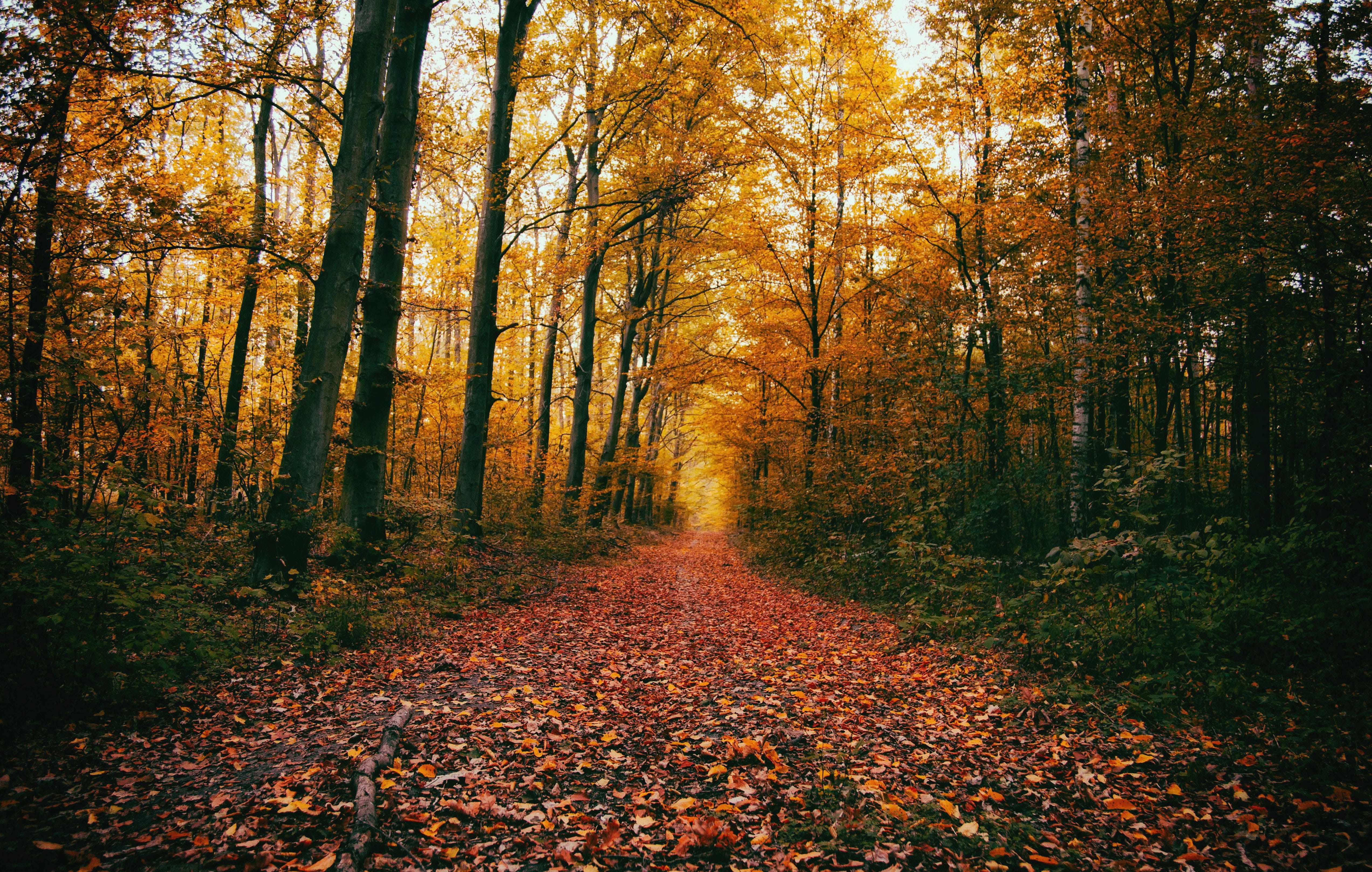 view, non-urban scene, landscape, forest, beauty, land, 4K, sprig, change, messy, orange color, footpath, beautiful, natural condition, colorful, nature, HD Wallpaper
