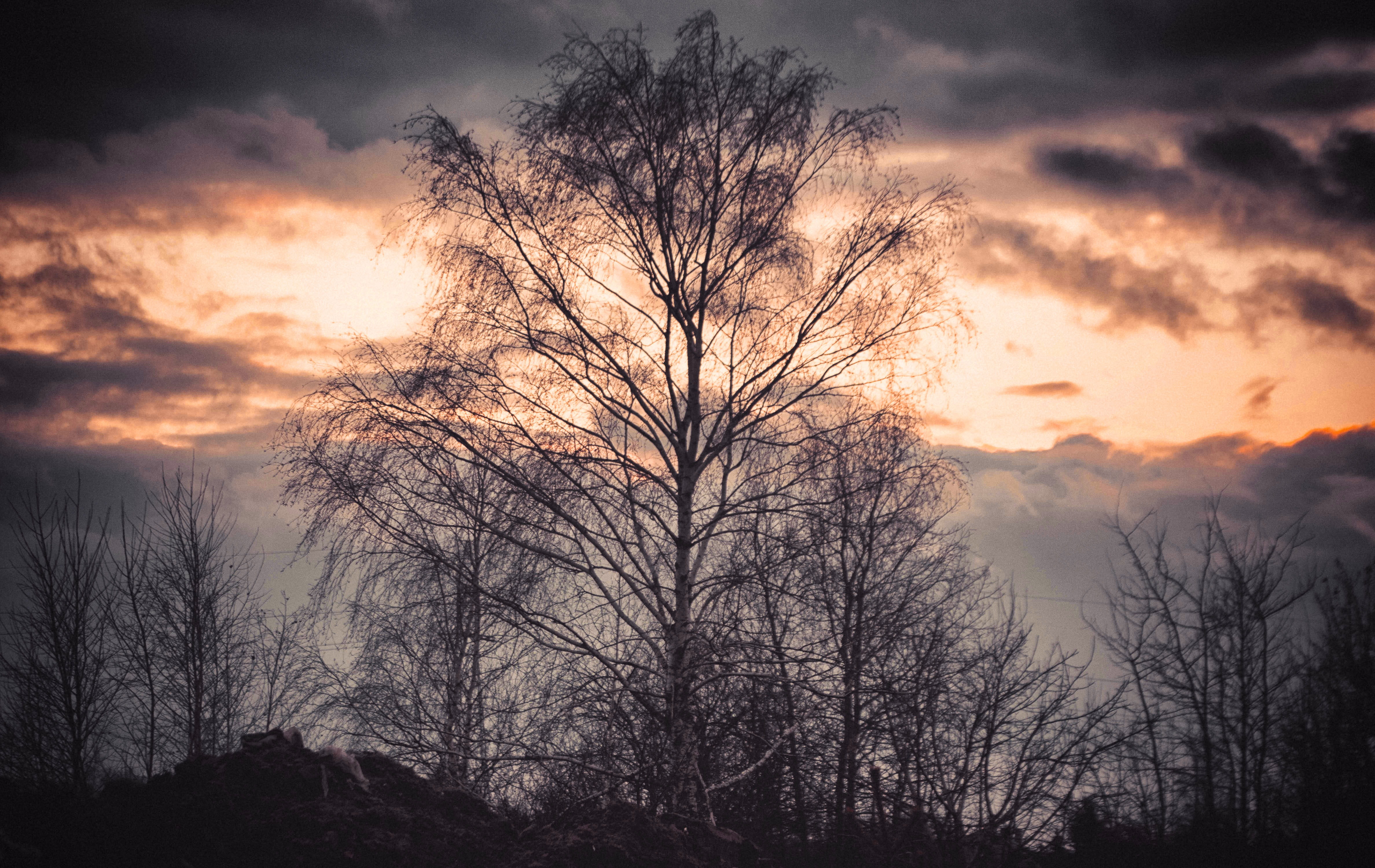 the backlight, silhouette, evening, plant, no people, the silence, branch, romantic sky, non-urban scene, pink sky, dusk, flaming, view, tree, tranquil scene, HD Wallpaper